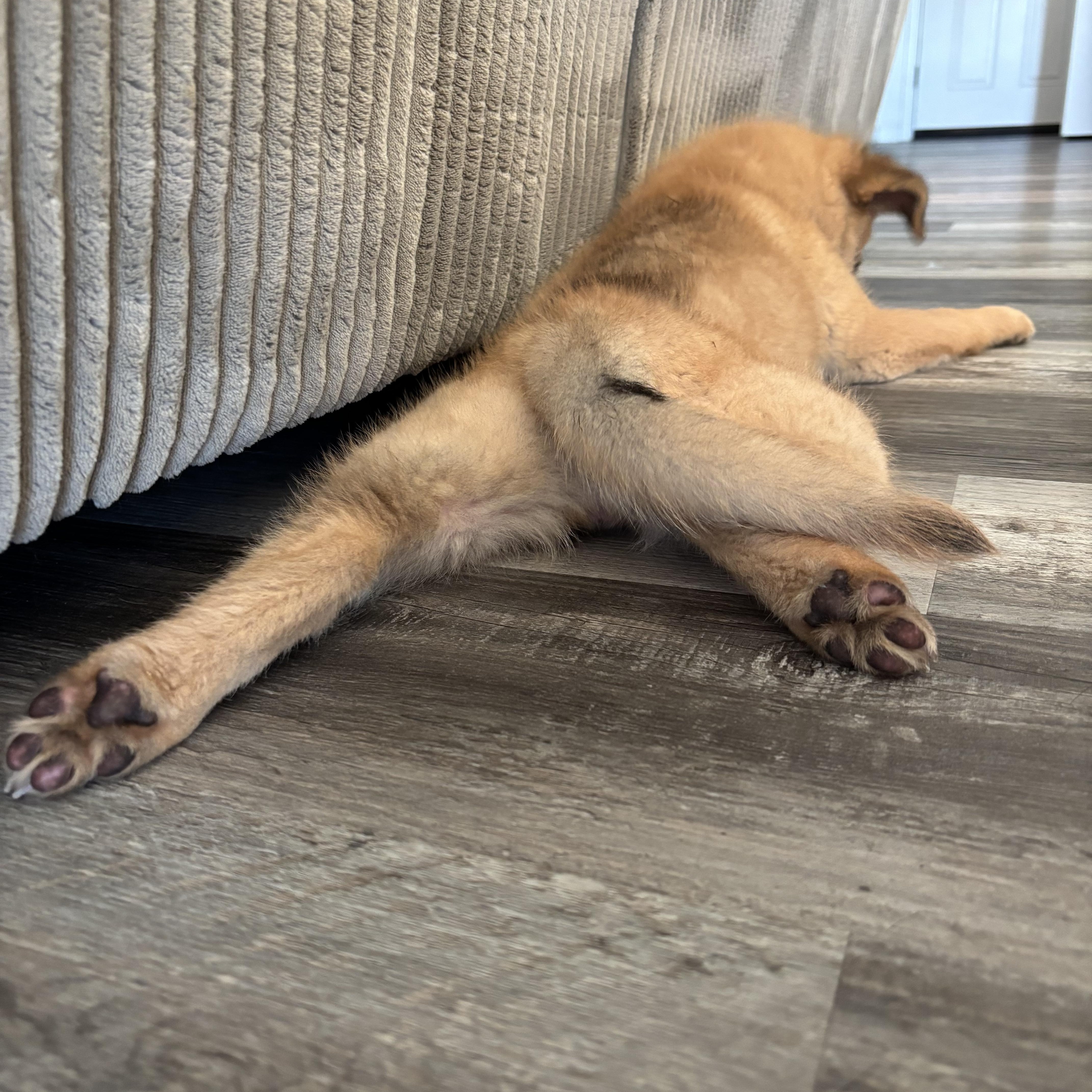 Enlarge Phoebe, an adopted mixed breed in citrus heights, CA image 4/4