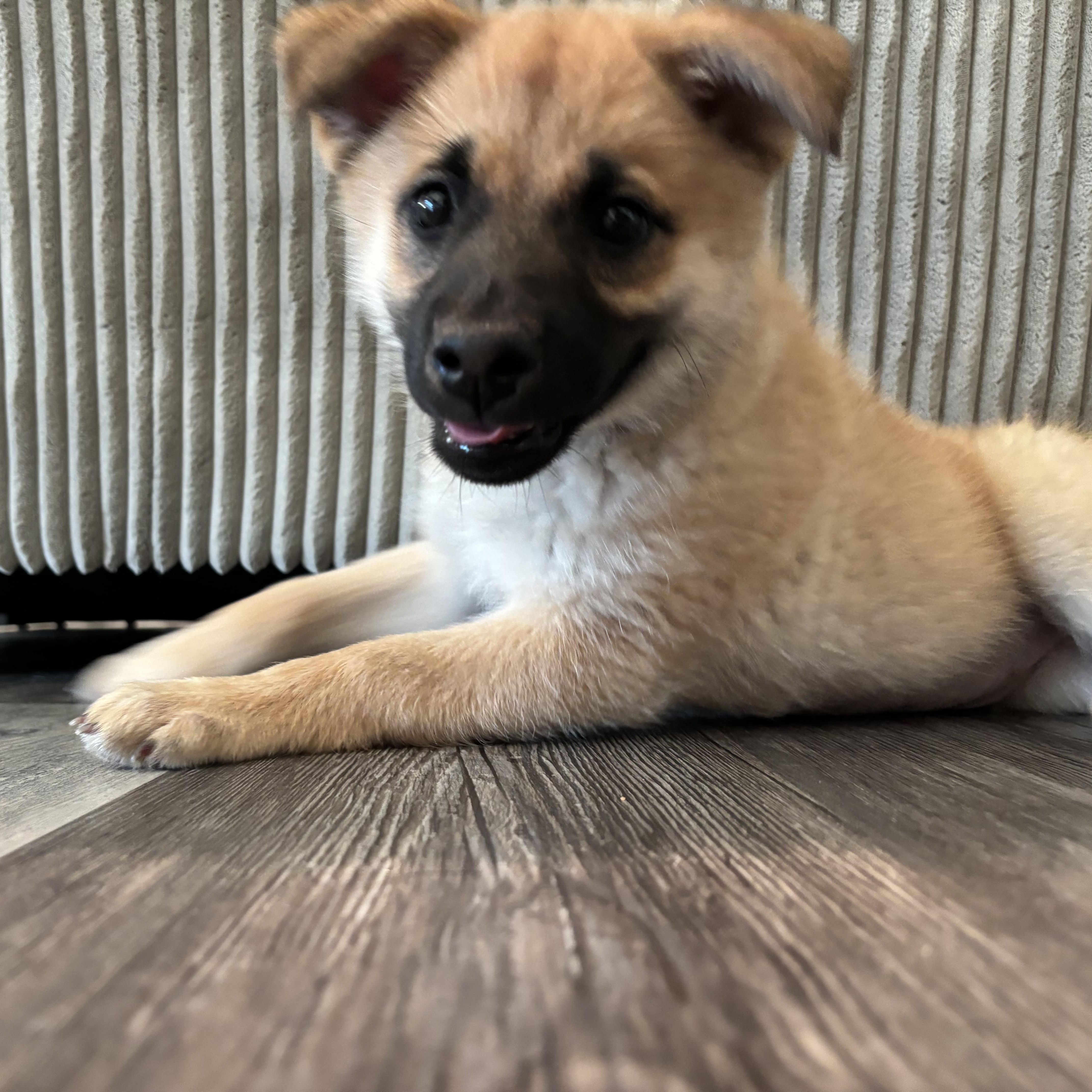 Enlarge Phoebe, an adopted mixed breed in citrus heights, CA image 3/4