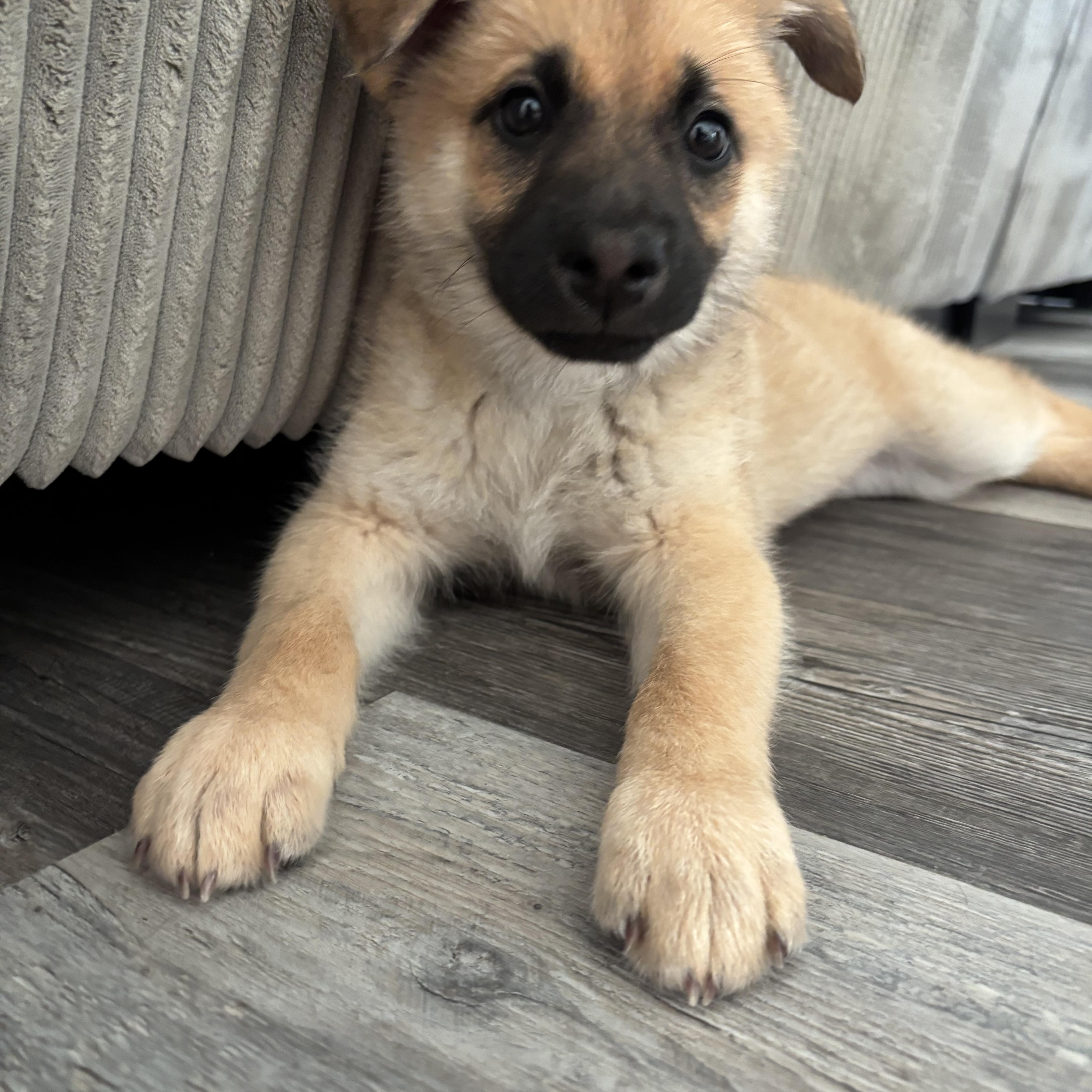 Phoebe, adopted, Puppy Female German Shepherd Dog.