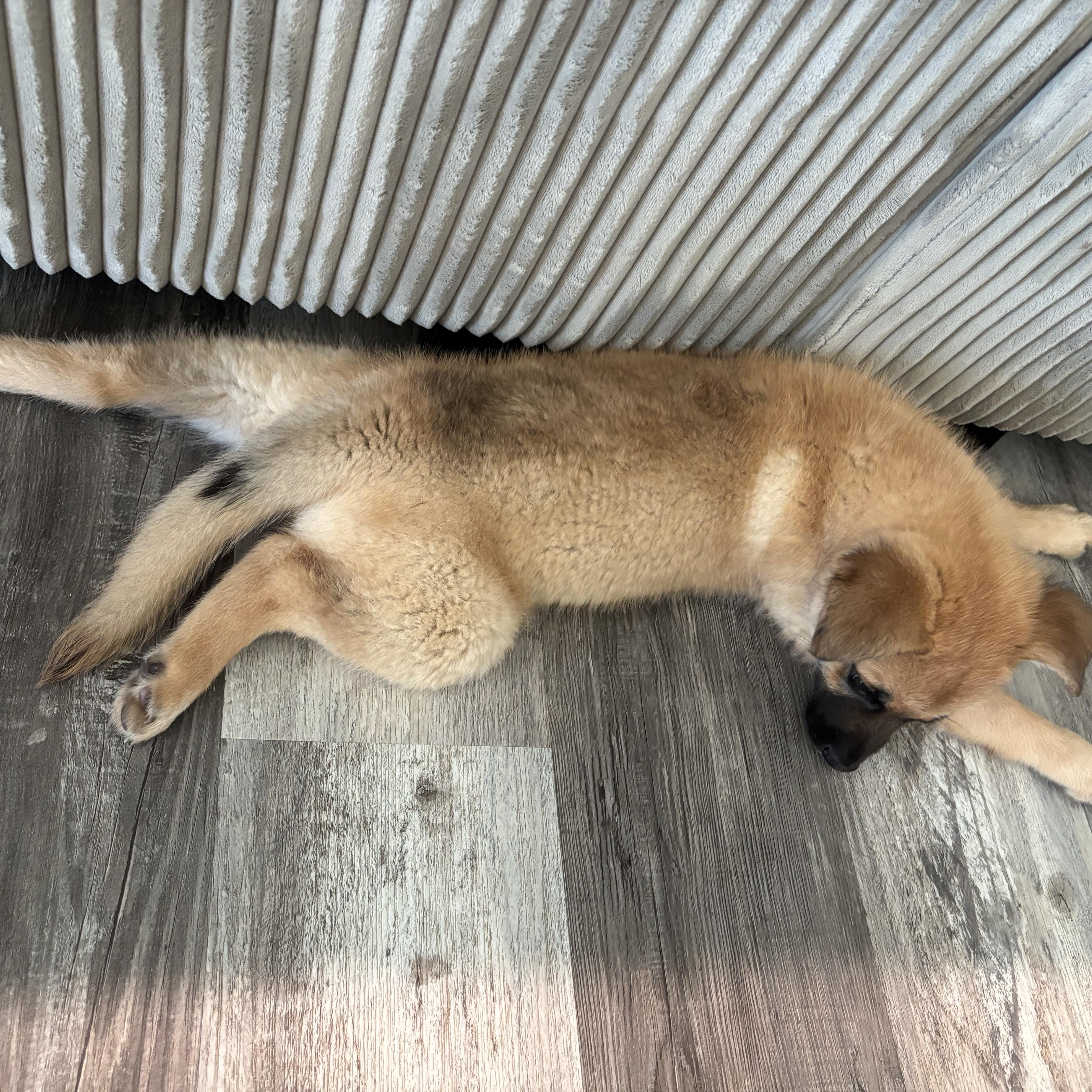 Enlarge Phoebe, an adopted mixed breed in citrus heights, CA image 2/4