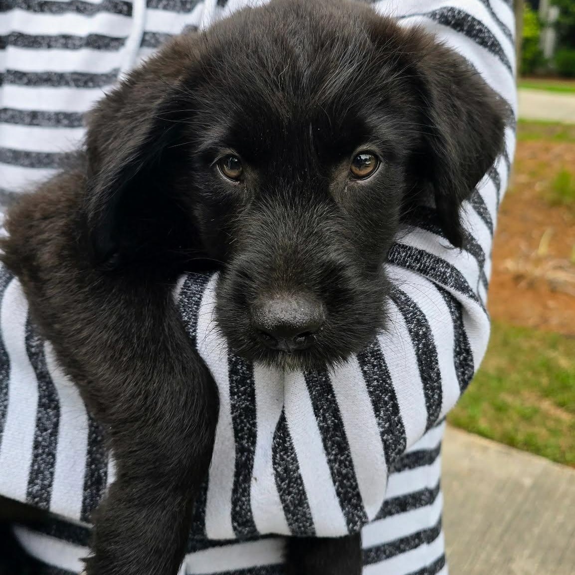 Shiloh, a ADOPTABLE mixed breed in Wando, SC image 6/6