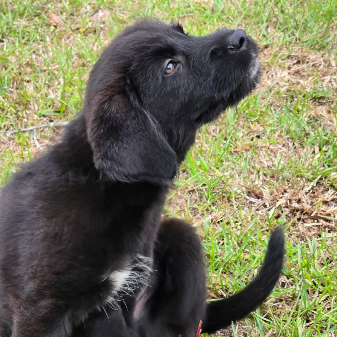 Shiloh, a ADOPTABLE mixed breed in Wando, SC image 3/6