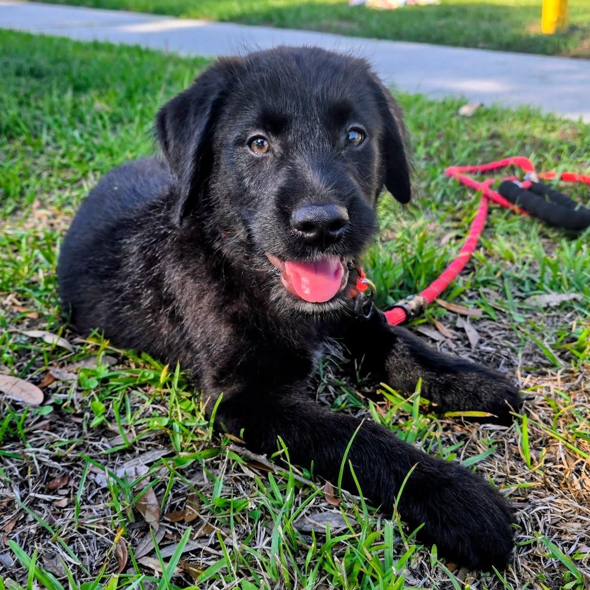 Shiloh, a ADOPTABLE mixed breed in Wando, SC image 5/6