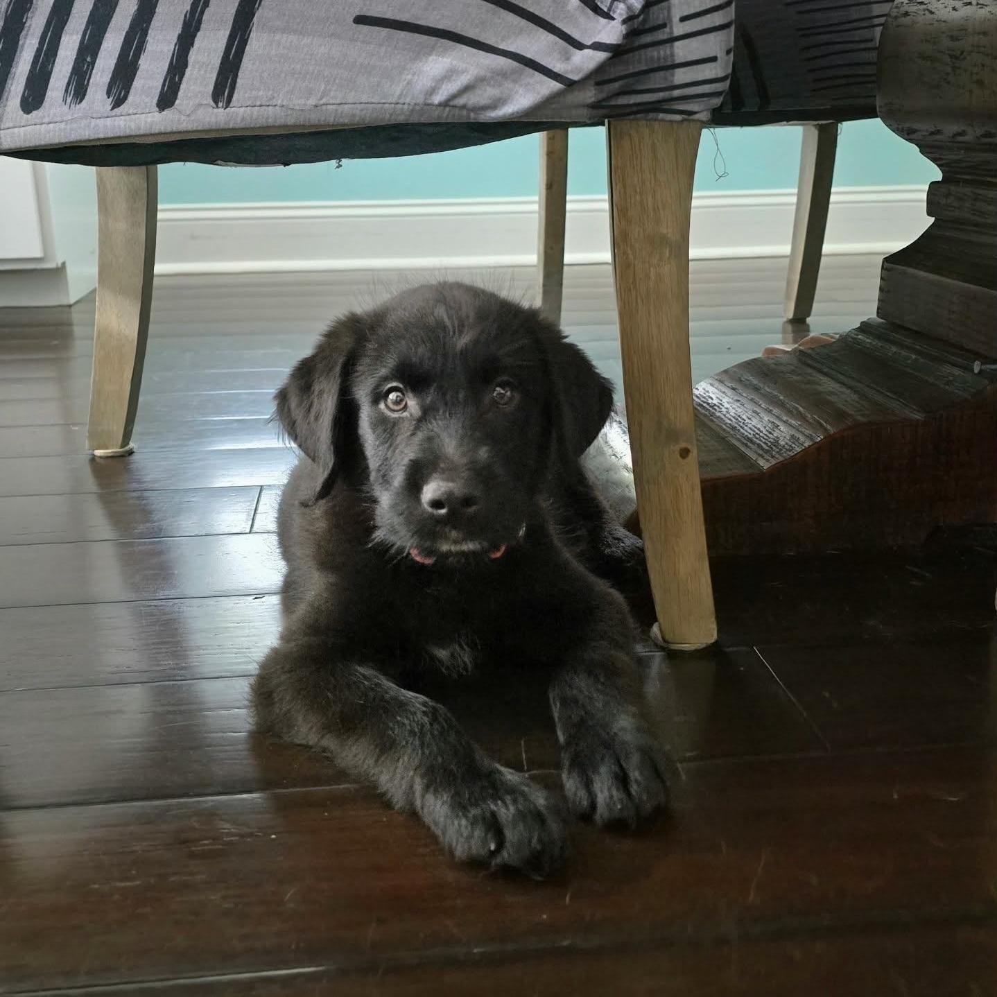 Shiloh, a ADOPTABLE mixed breed in Wando, SC image 2/6