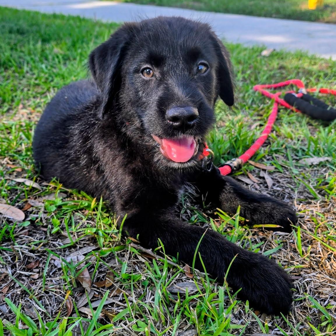 Shiloh, a ADOPTABLE mixed breed in Wando, SC image 1/6