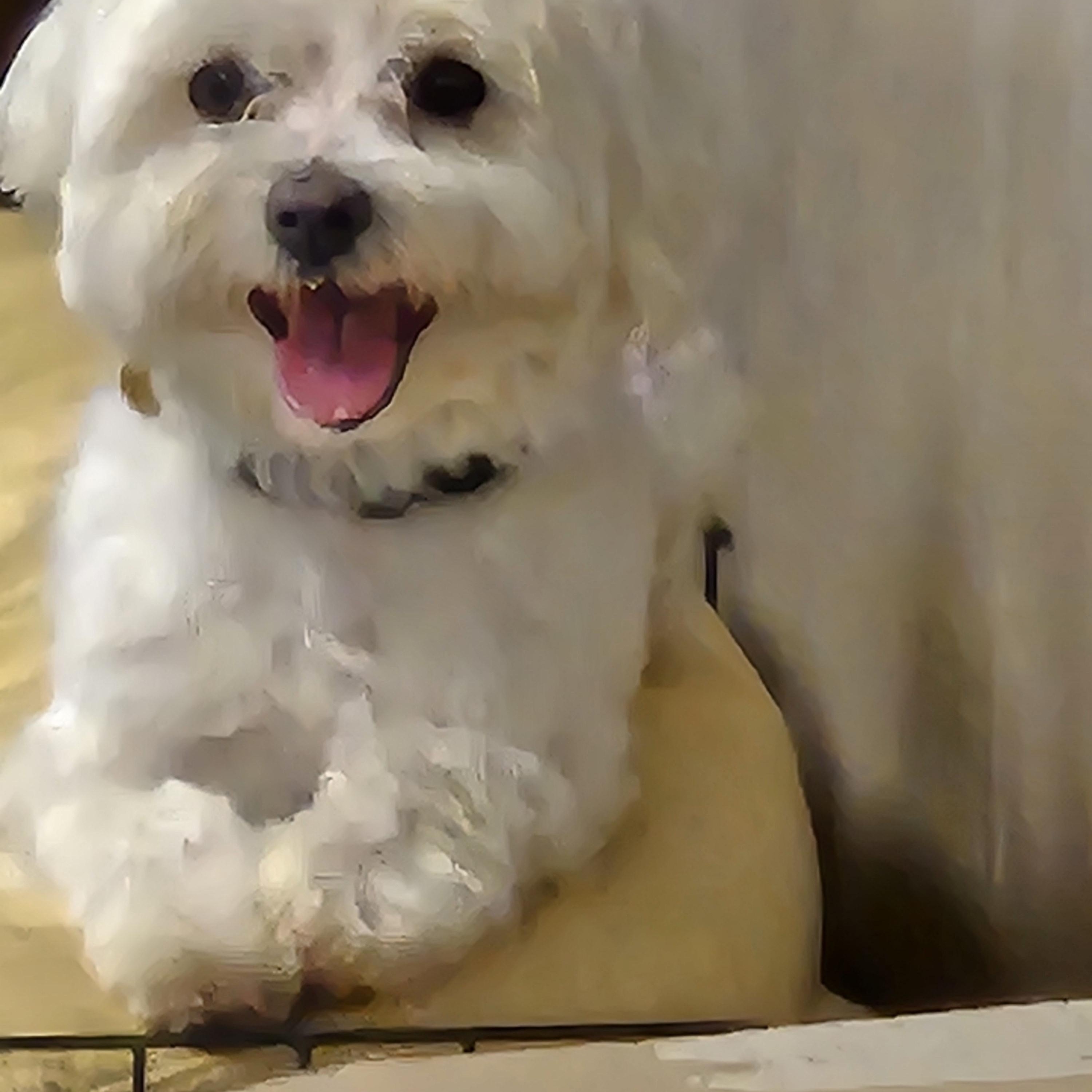 Archie, Adoptable, Adult Male Maltese.