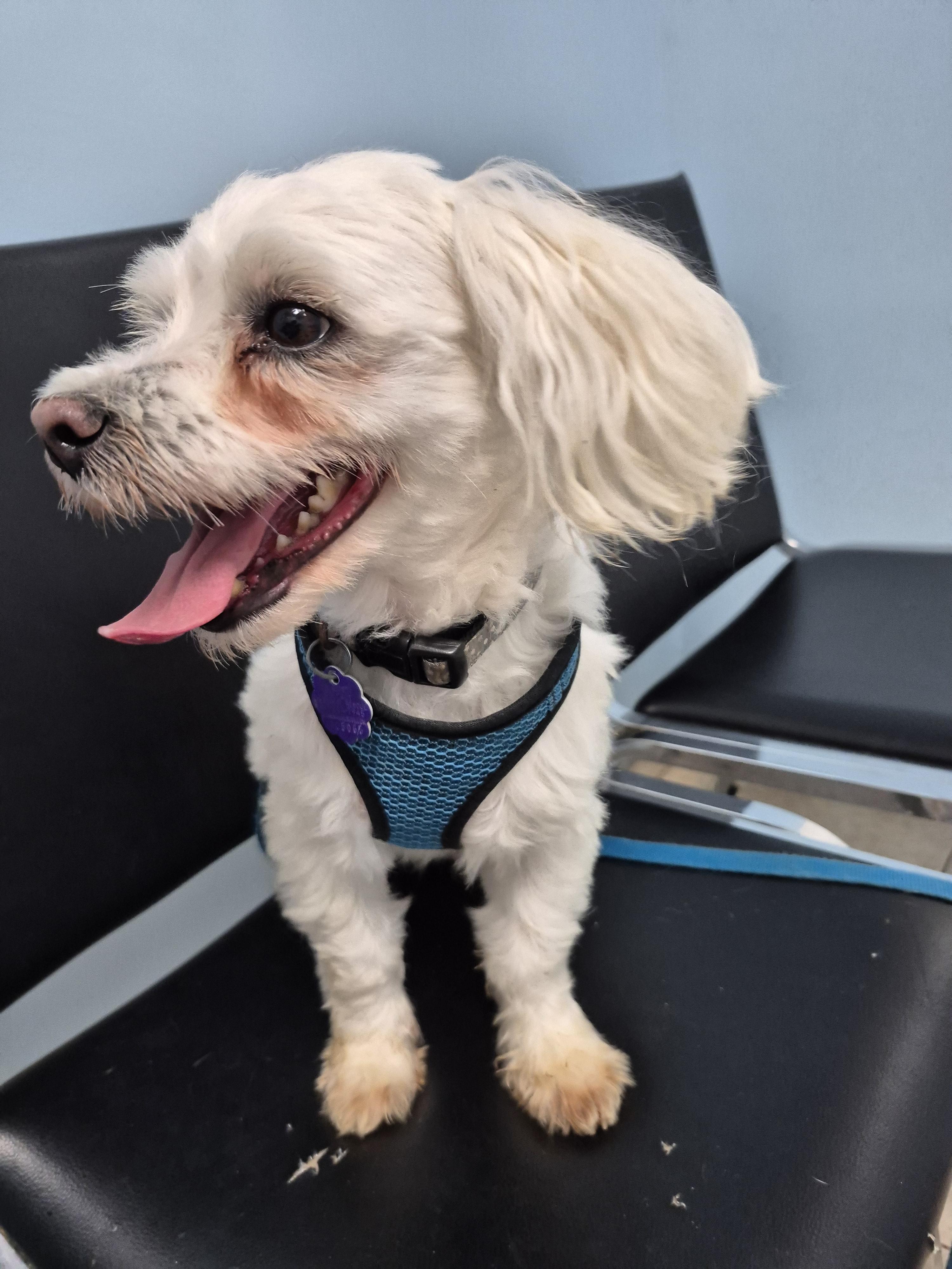 Enlarge Archie, a Adoptable mixed breed in Chatham, ON image 2/3