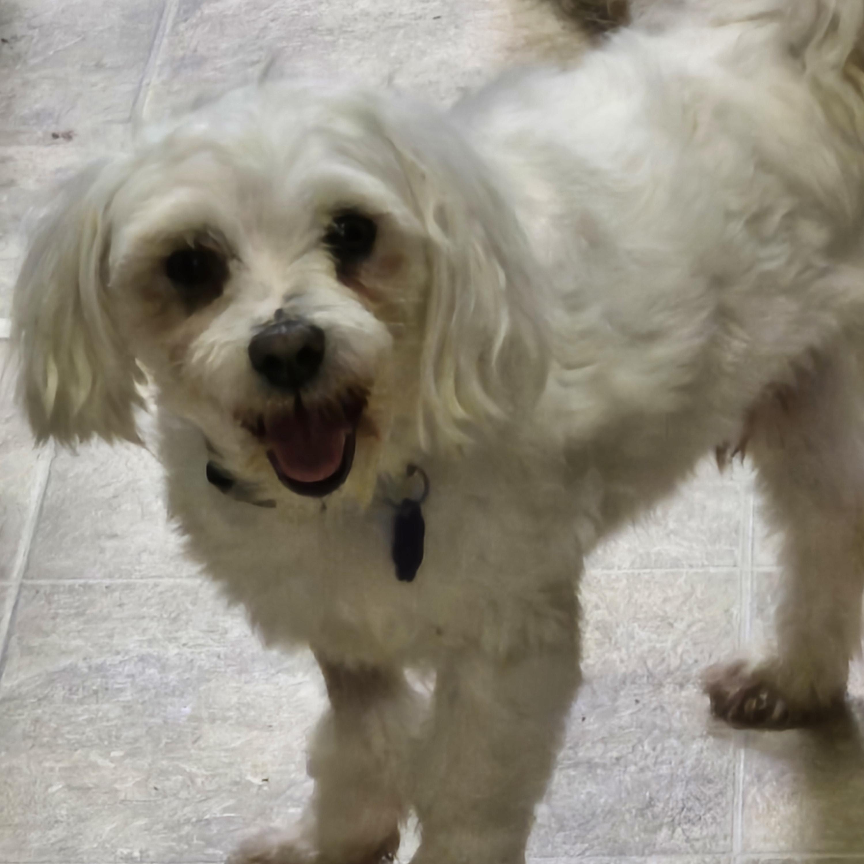 Archie, Adoptable, Adult Male Maltese.