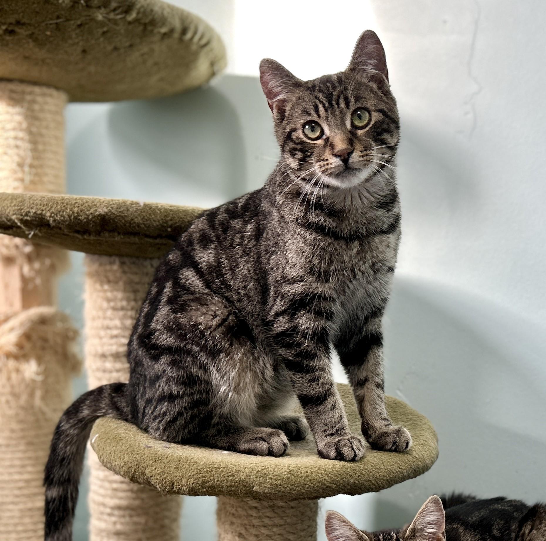 Enlarge Eddie, an adopted Domestic Short Hair in Guelph, ON image 3/6