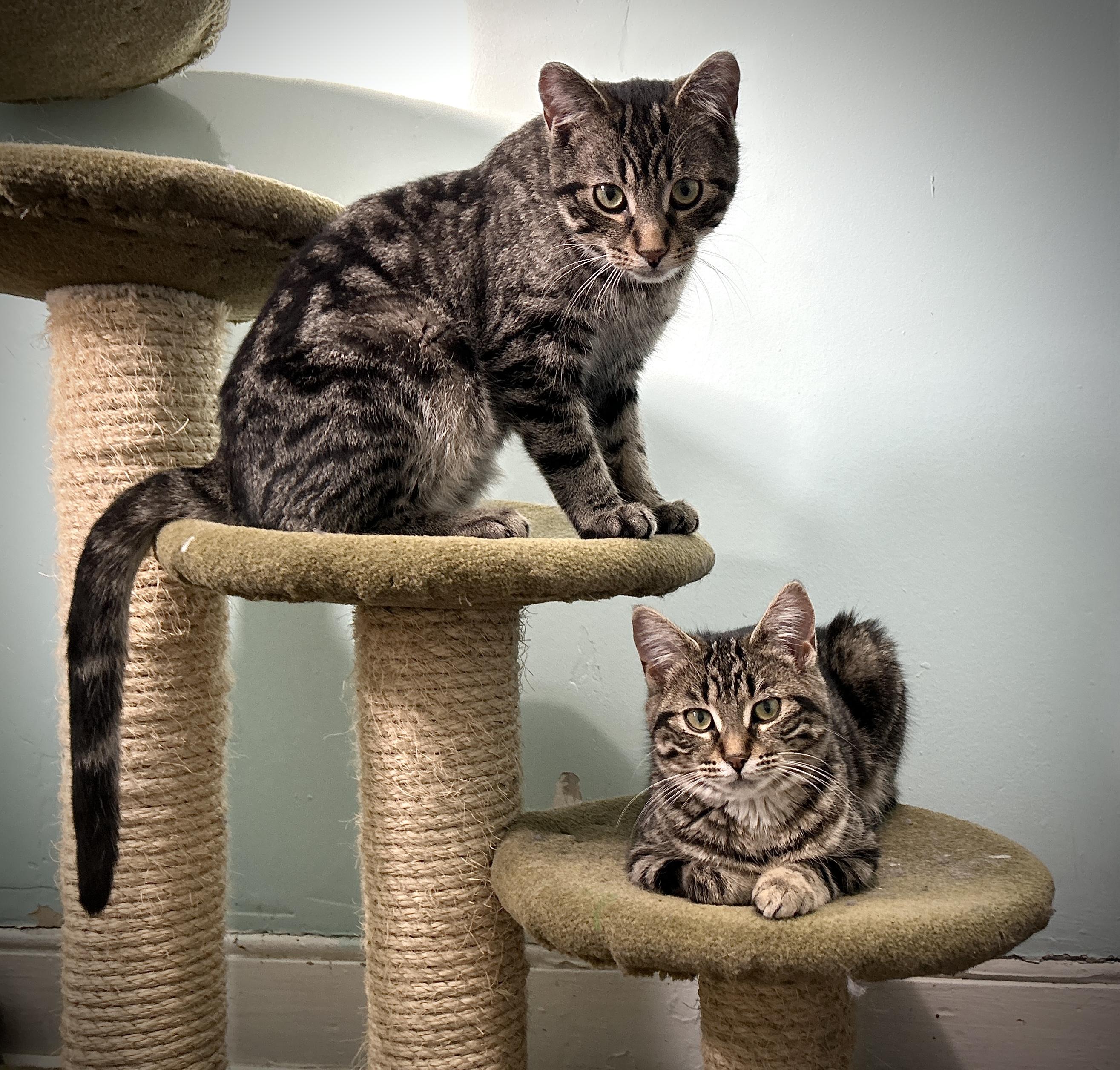 Enlarge Eddie, an adopted Domestic Short Hair in Guelph, ON image 6/6