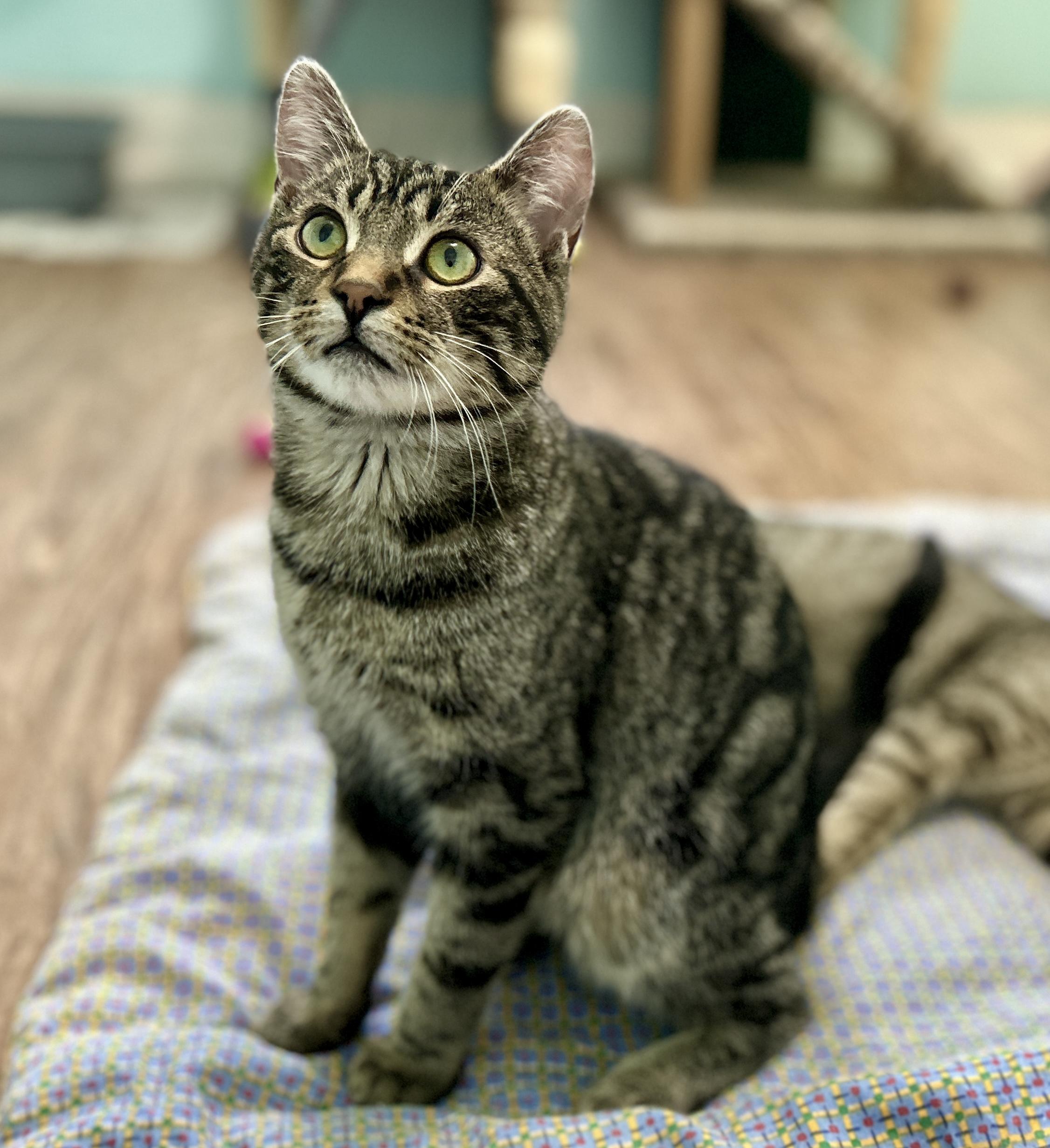 Enlarge Eddie, an adopted Domestic Short Hair in Guelph, ON image 5/6