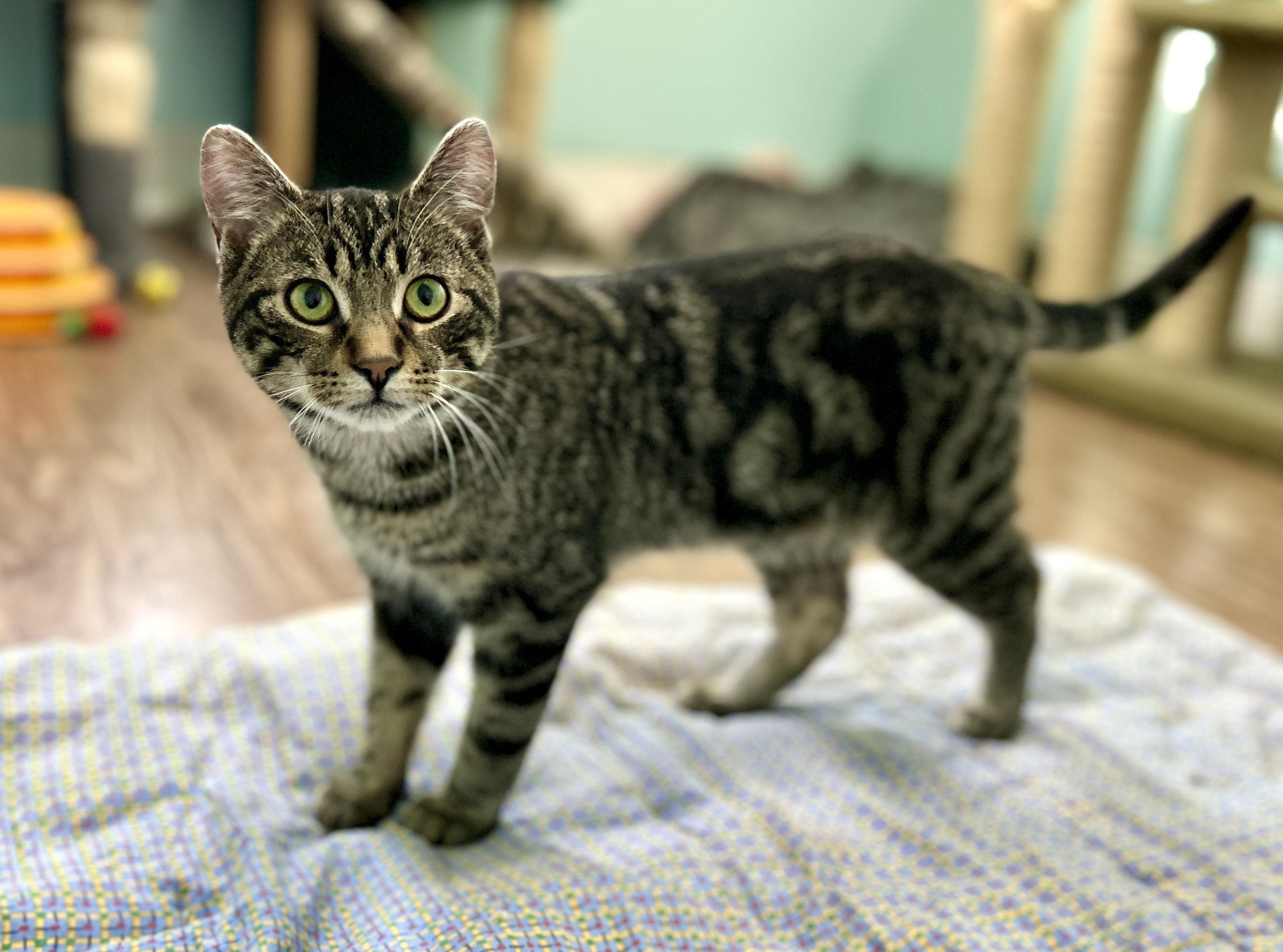 Enlarge Eddie, an adopted Domestic Short Hair in Guelph, ON image 4/6