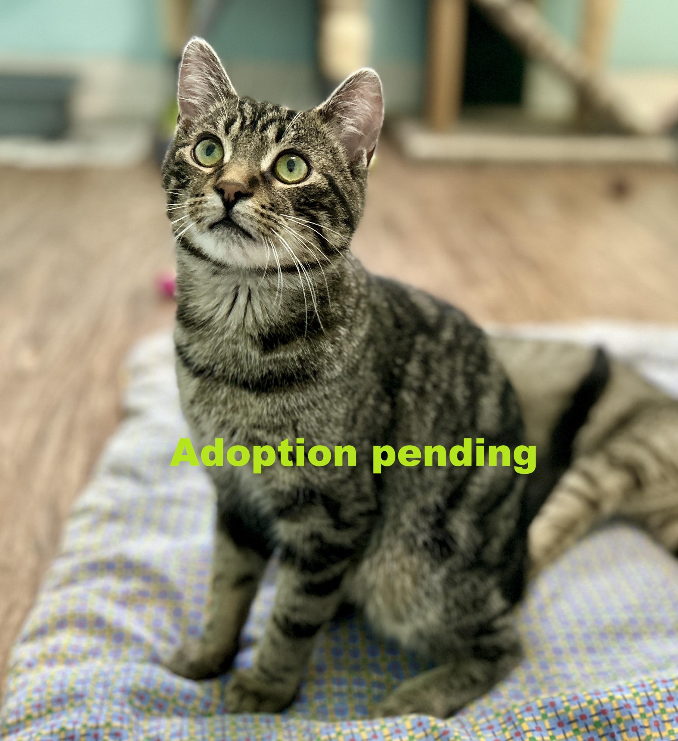 Eddie, adopted, Kitten Male Domestic Short Hair.