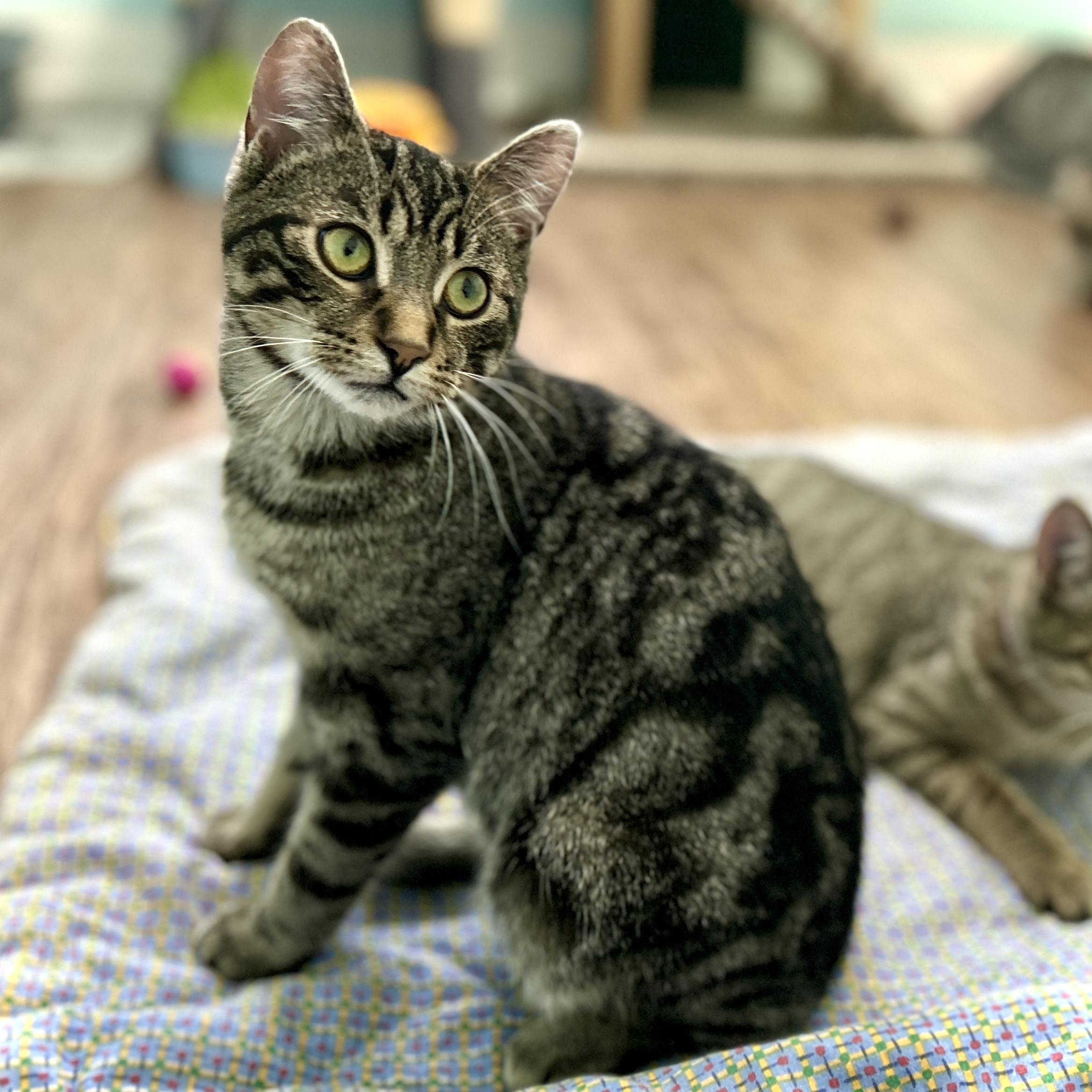 Enlarge Eddie, an adopted Domestic Short Hair in Guelph, ON image 2/6