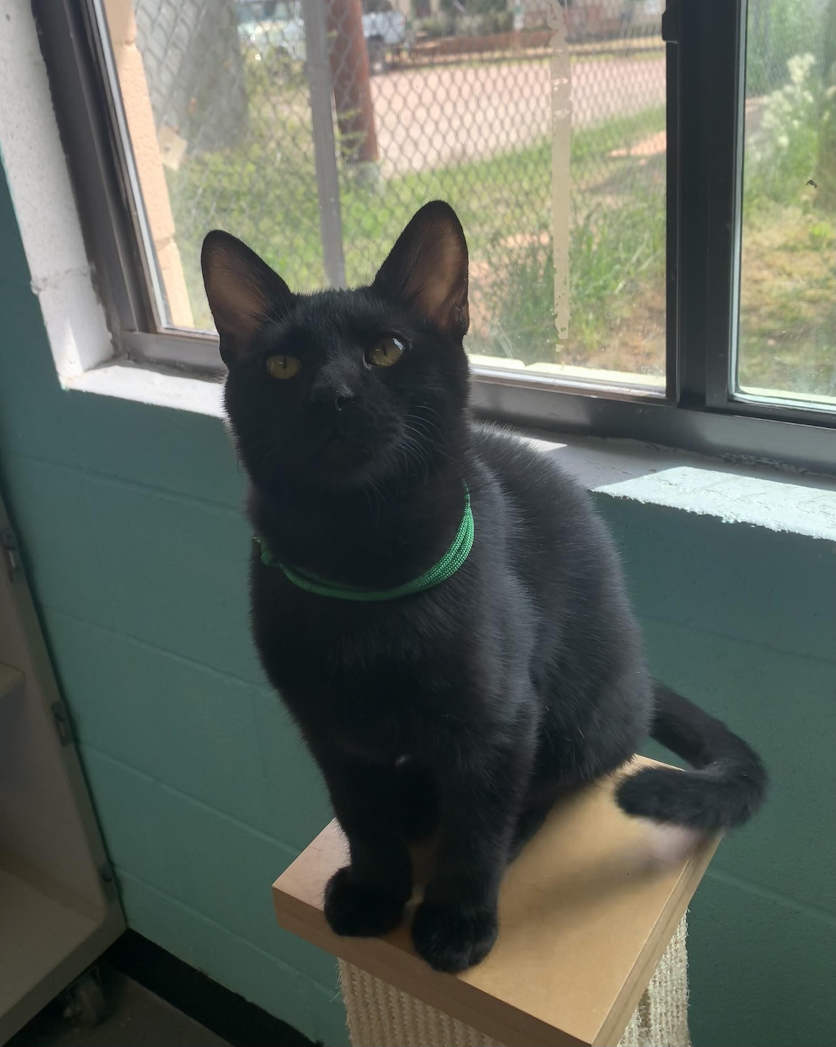 Enlarge Pinto, a Adoptable Domestic Short Hair in Bisbee, AZ image 1/1