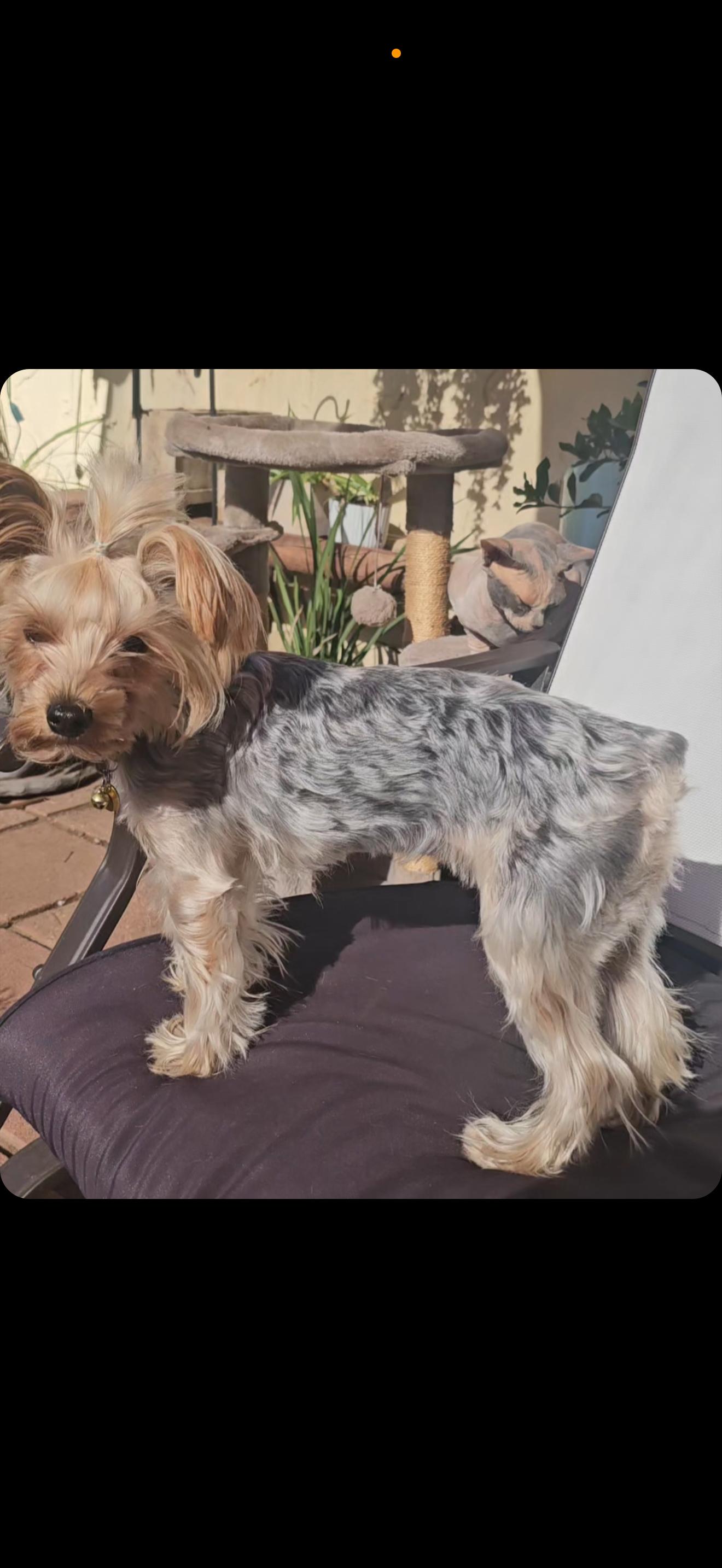 Haley - The Adorable Yorkie , ADOPTABLE, Young Female Yorkshire Terrier.