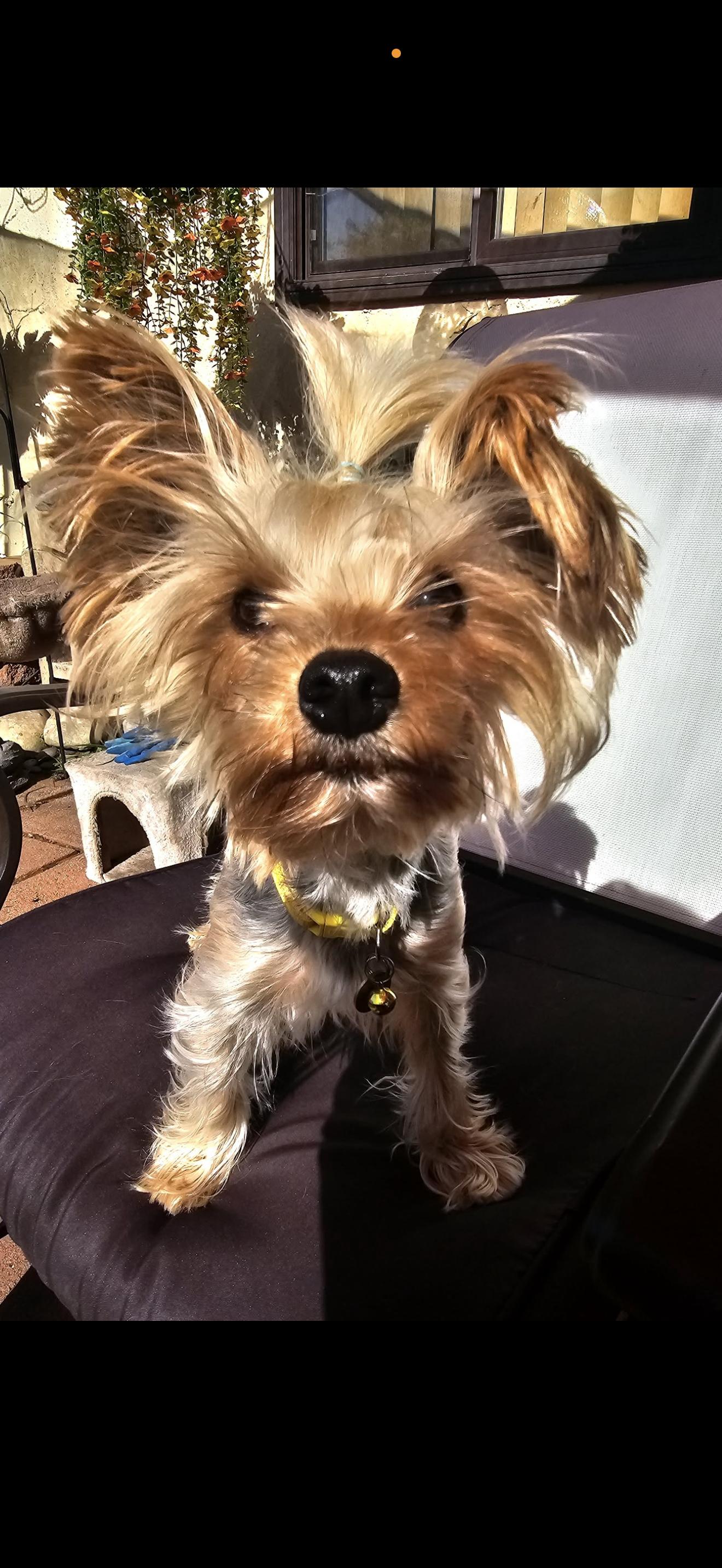 Enlarge Haley - The Adorable Yorkie , a ADOPTABLE Yorkshire Terrier in San Diego , CA image 2/5