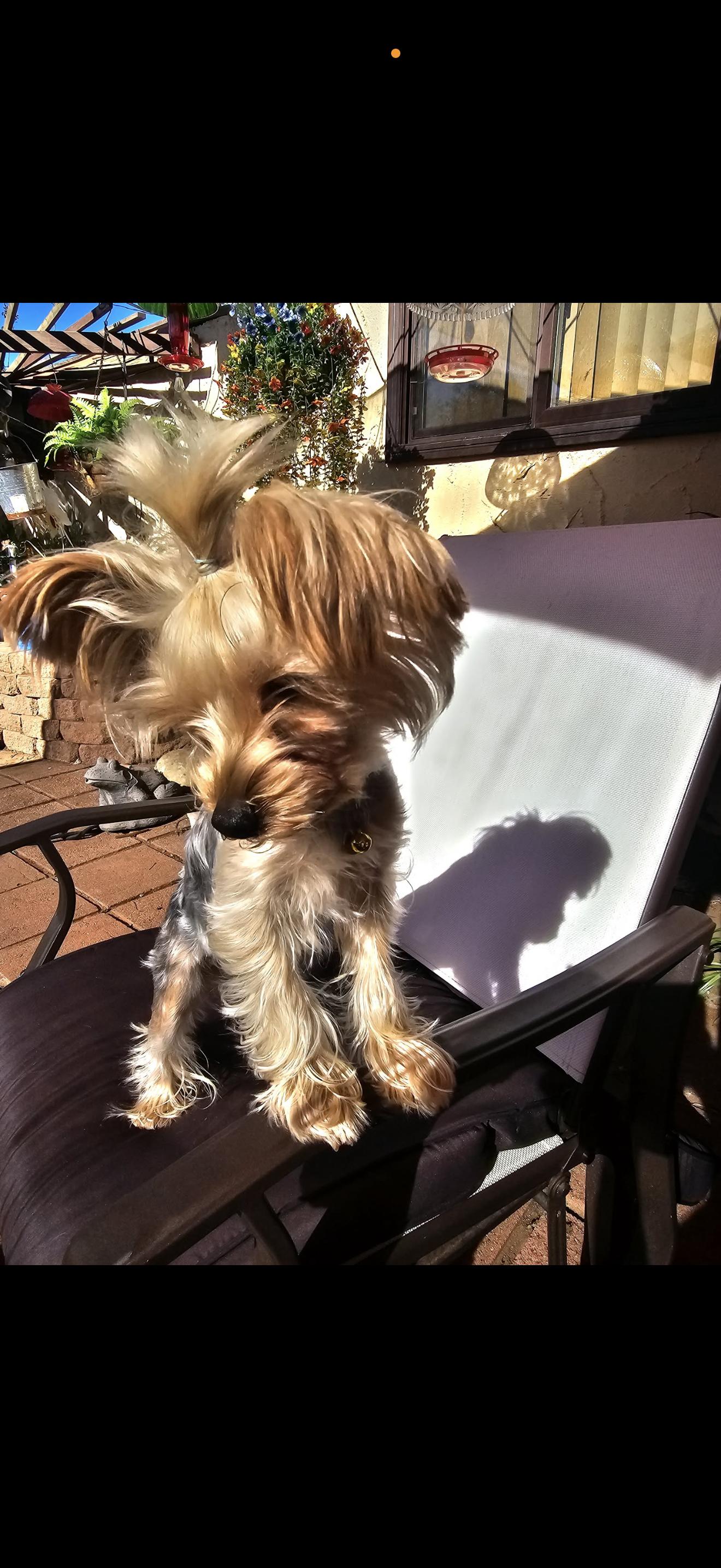 Enlarge Haley - The Adorable Yorkie , a ADOPTABLE Yorkshire Terrier in San Diego , CA image 3/5