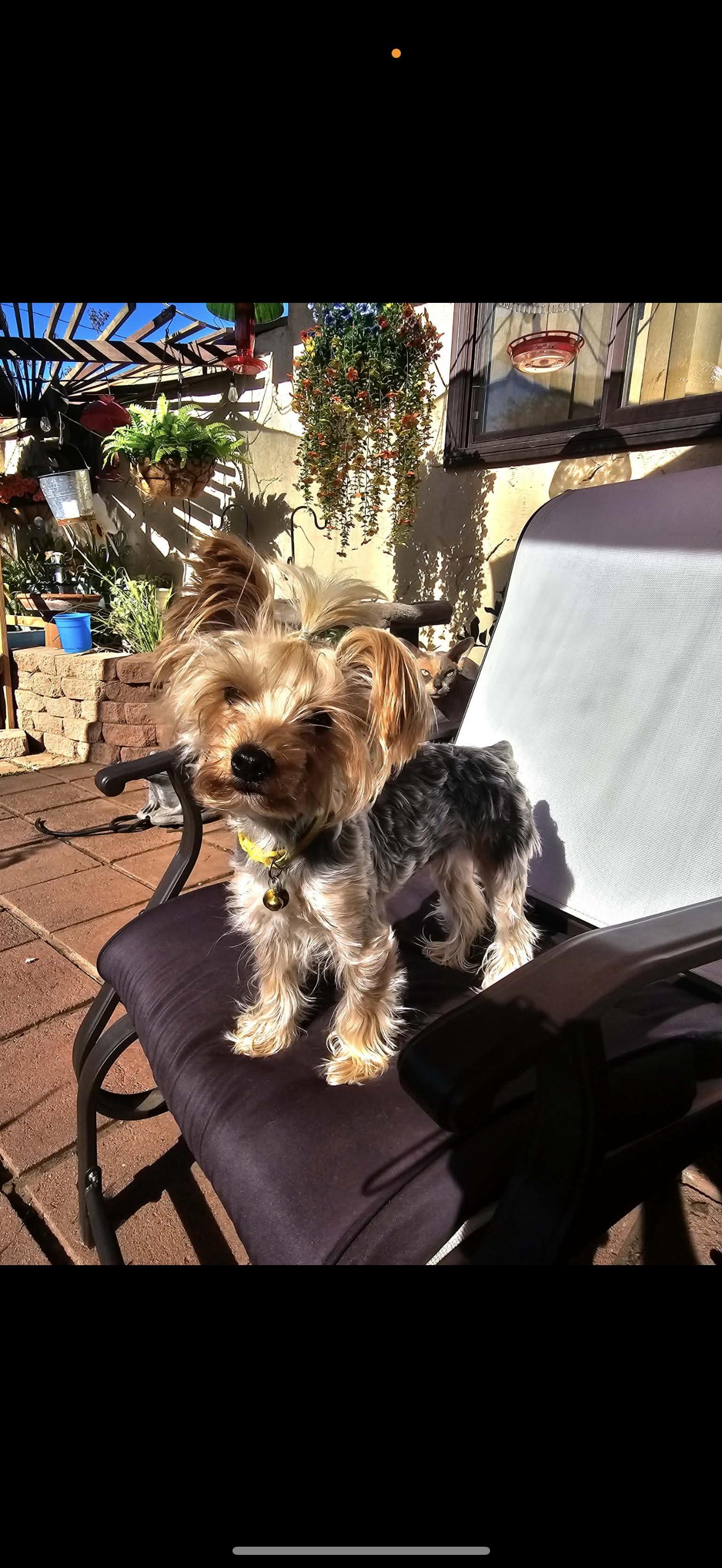 Enlarge Haley - The Adorable Yorkie , a ADOPTABLE Yorkshire Terrier in San Diego , CA image 4/5