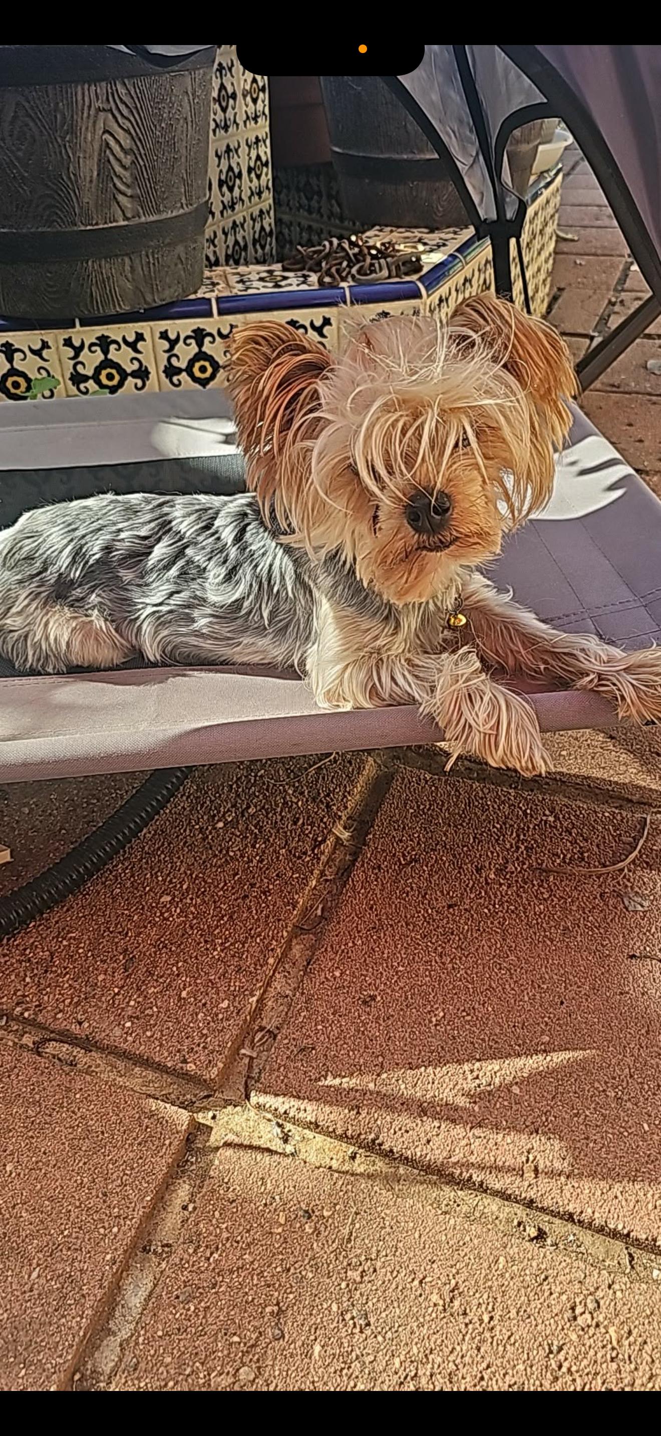 Enlarge Haley - The Adorable Yorkie , a ADOPTABLE Yorkshire Terrier in San Diego , CA image 5/5