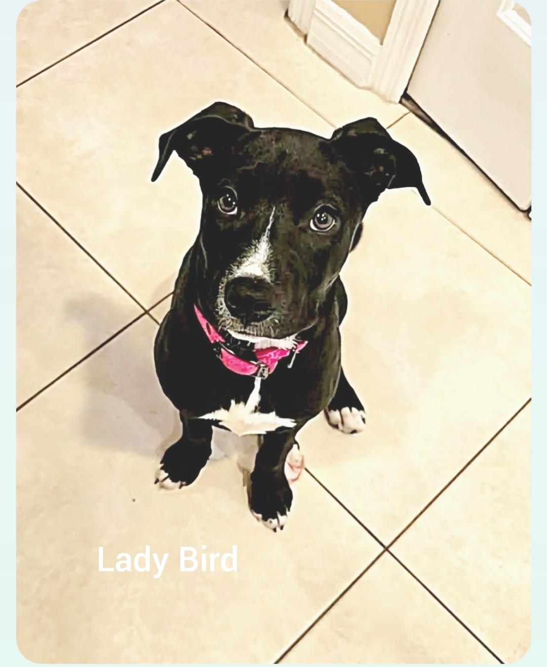 Lady Bird ( President Litter) Orlando Fl , ADOPTABLE, Puppy Female Labrador Retriever.