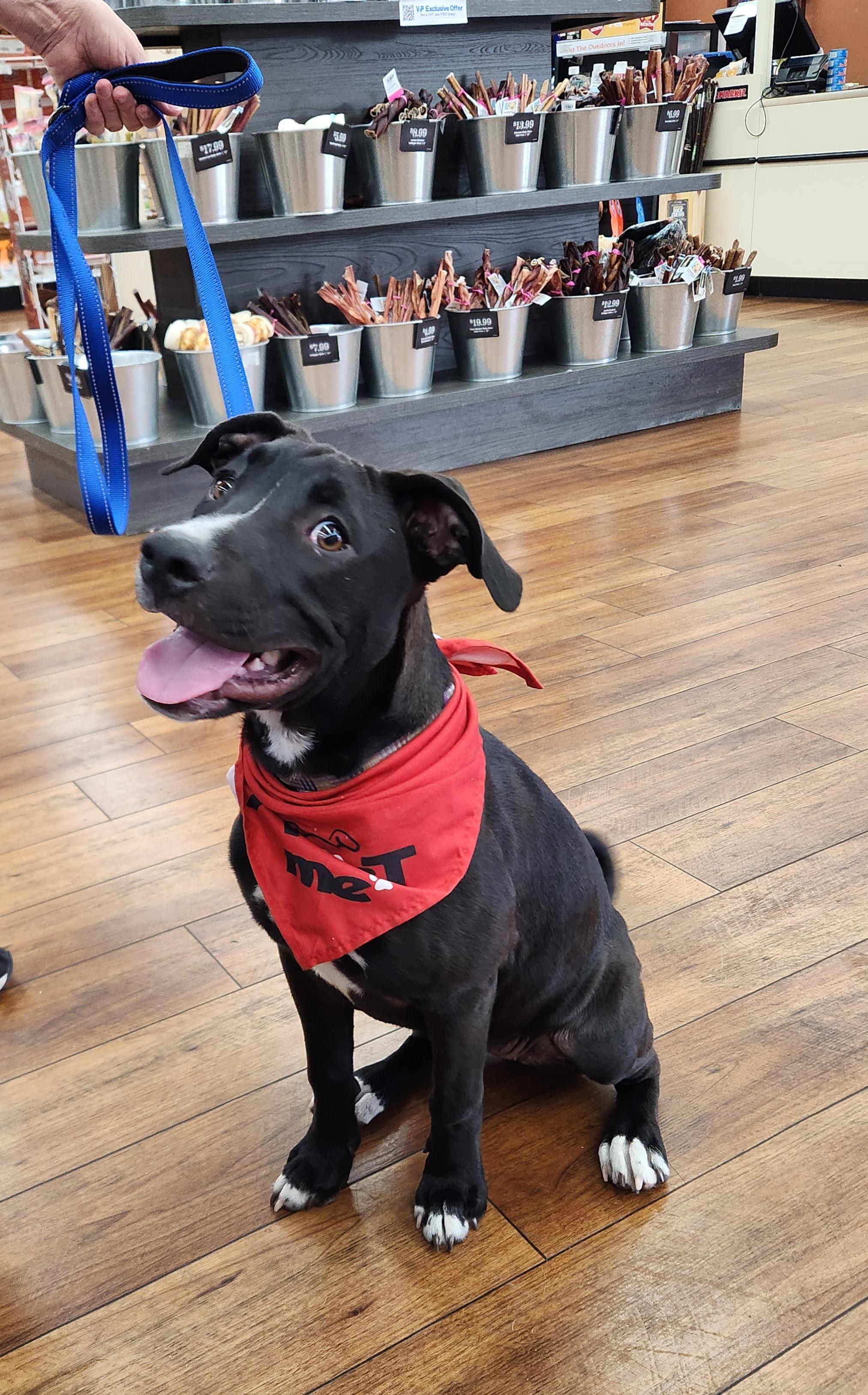 Enlarge Lady Bird ( President Litter) Orlando Fl , a ADOPTABLE Black Labrador Retriever in Orlando, FL image 1/4