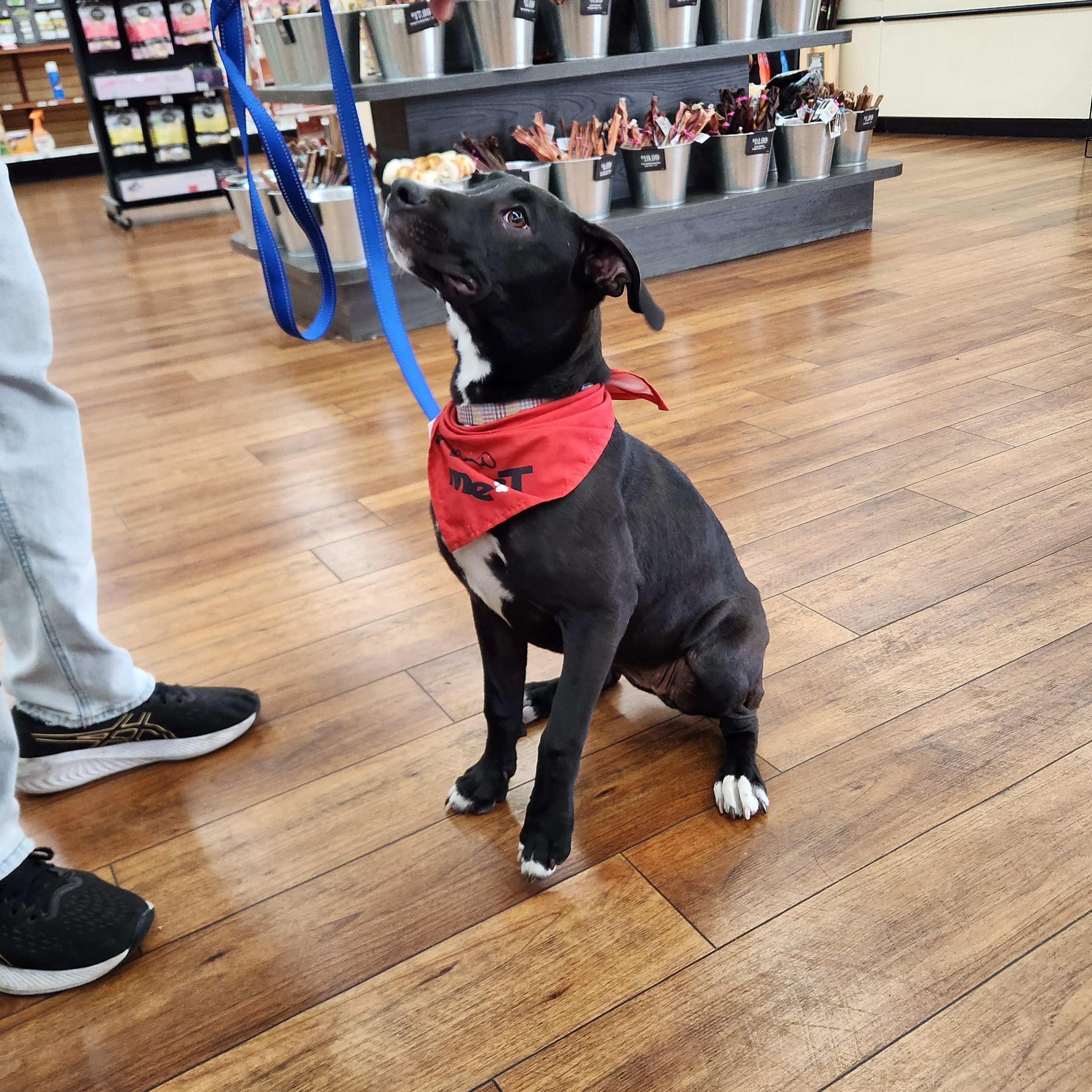 Enlarge Lady Bird ( President Litter) Orlando Fl , a ADOPTABLE Black Labrador Retriever in Orlando, FL image 3/4