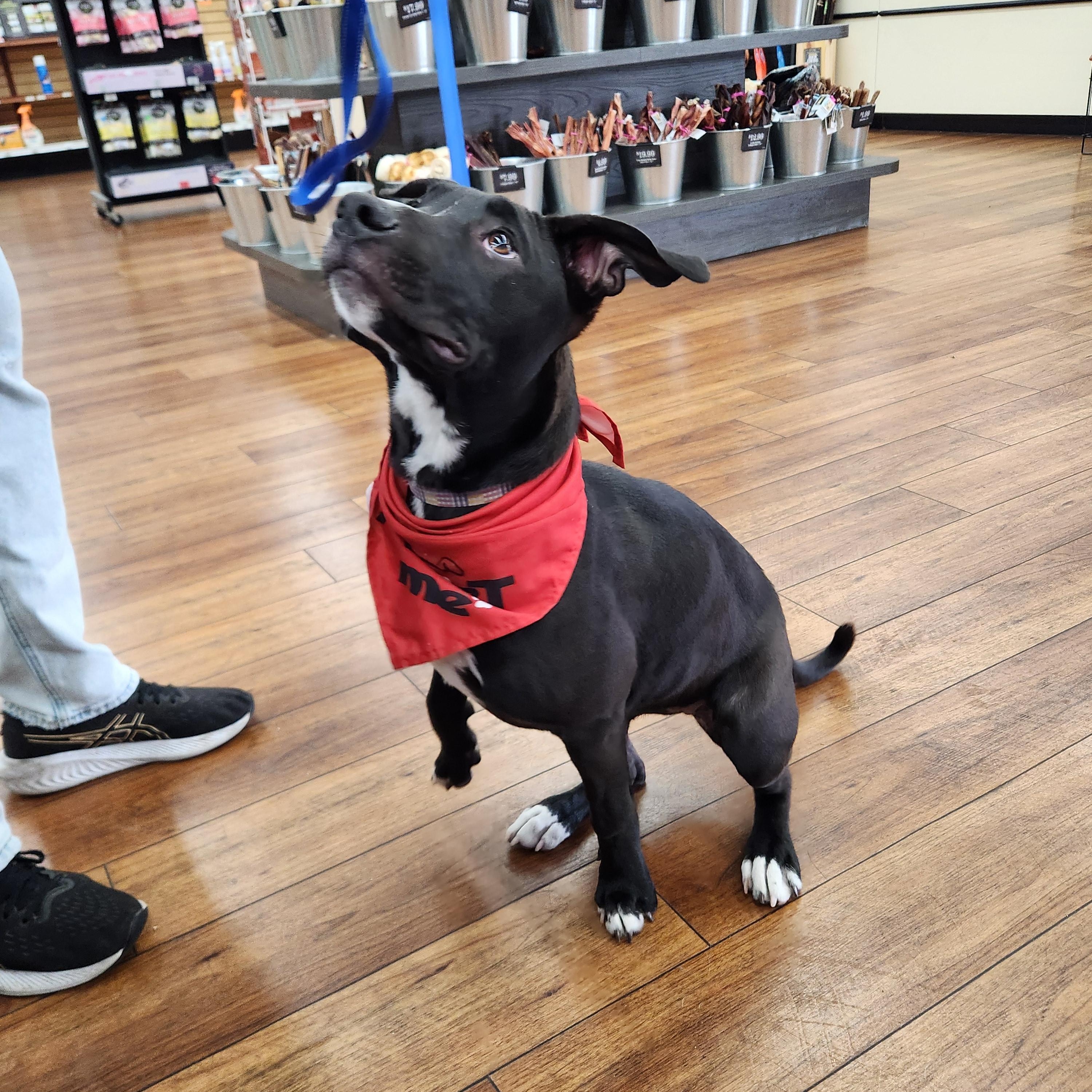 Enlarge Lady Bird ( President Litter) Orlando Fl , a ADOPTABLE Black Labrador Retriever in Orlando, FL image 2/4