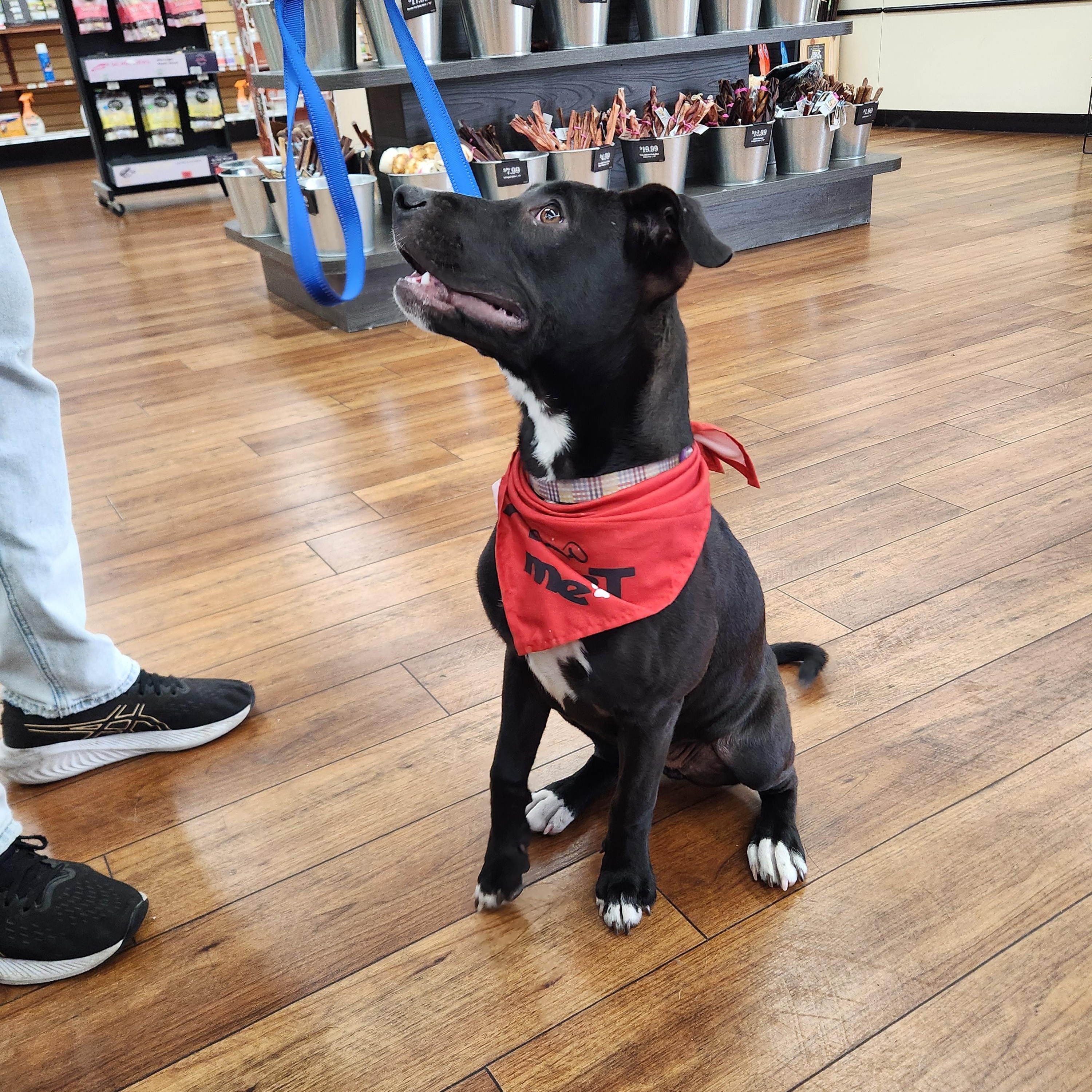 Enlarge Lady Bird ( President Litter) Orlando Fl , a ADOPTABLE Black Labrador Retriever in Orlando, FL image 4/4