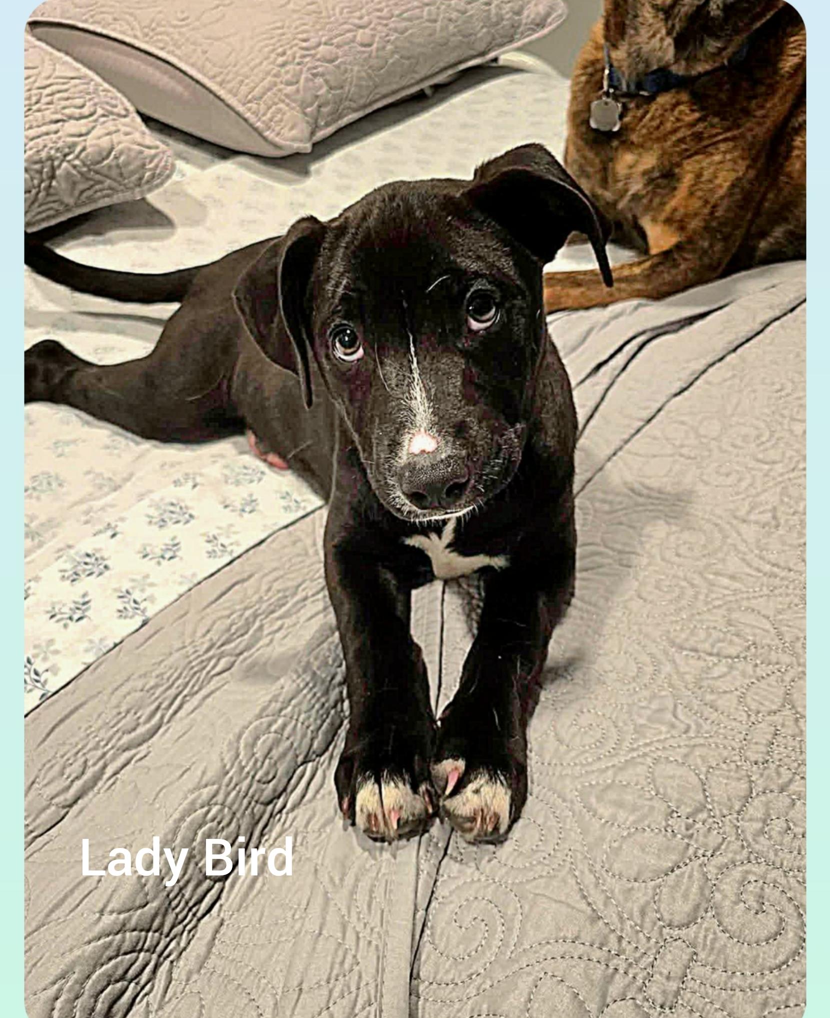 Lady Bird ( President Litter) Orlando Fl , ADOPTABLE, Puppy Female Labrador Retriever & Bulldog.