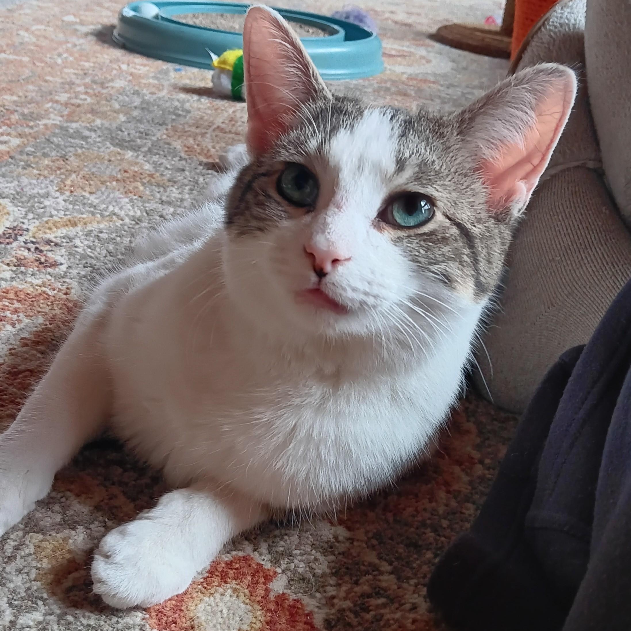 Kosher, Adoptable, Young Male Domestic Short Hair.