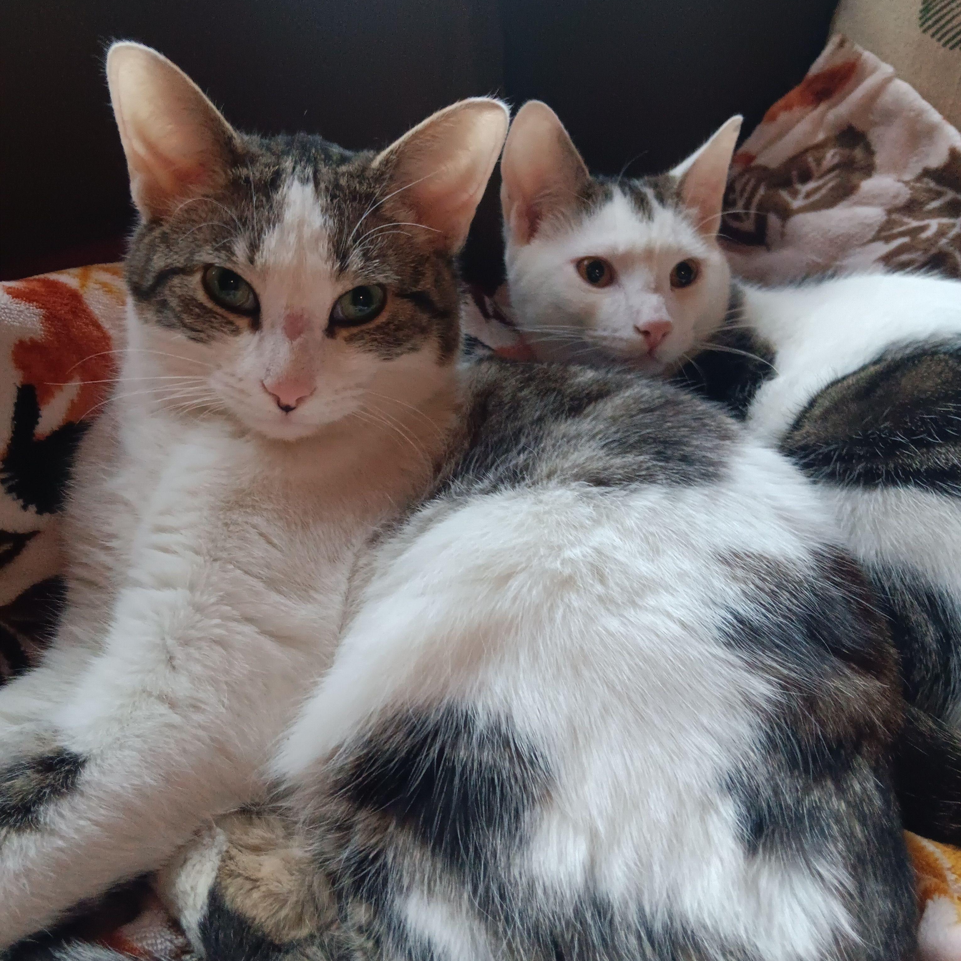 Enlarge Kosher, a Adoptable mixed breed in Woodbury, NJ image 5/6