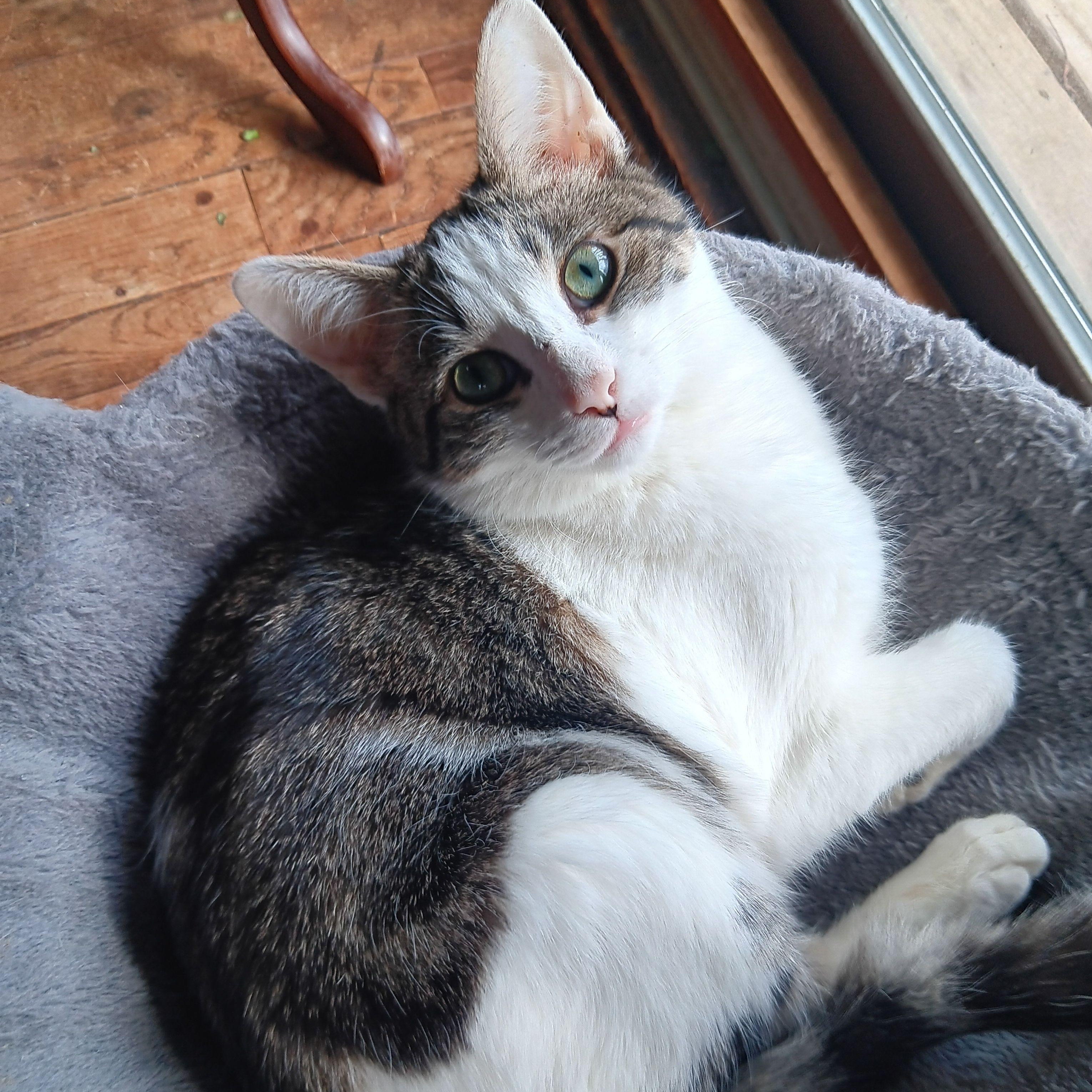 Enlarge Kosher, a Adoptable mixed breed in Woodbury, NJ image 4/6