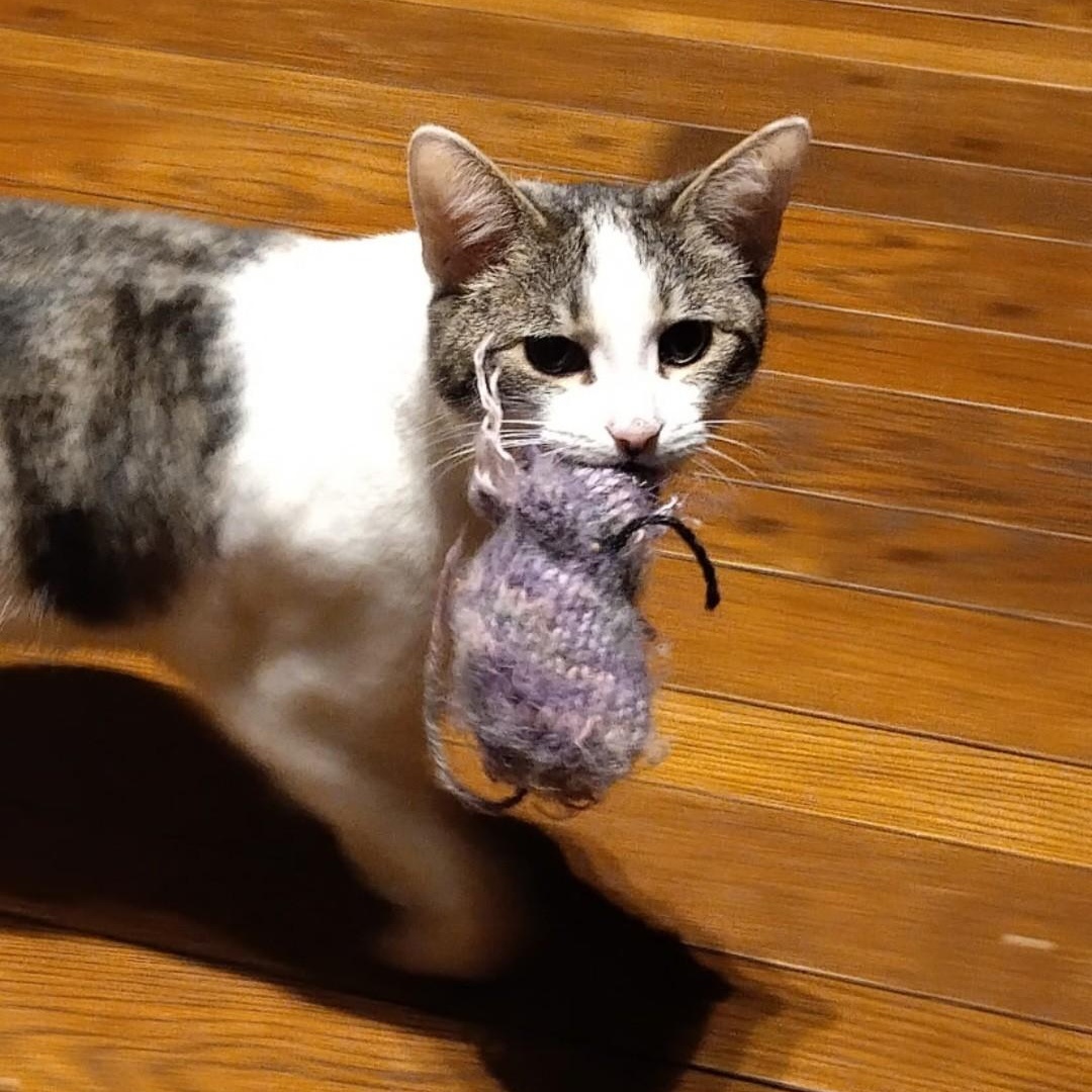 Enlarge Kosher, a Adoptable mixed breed in Woodbury, NJ image 3/6