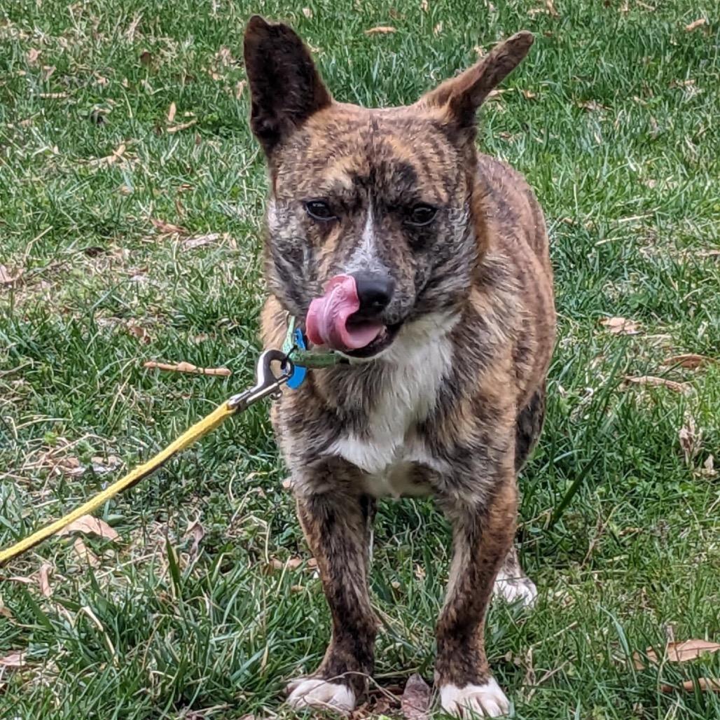 Daxx, Adoptable, Adult Male Mixed Breed.