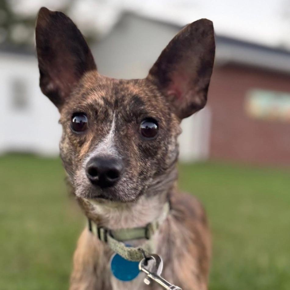 Daxx, Adoptable, Adult Male Mixed Breed.