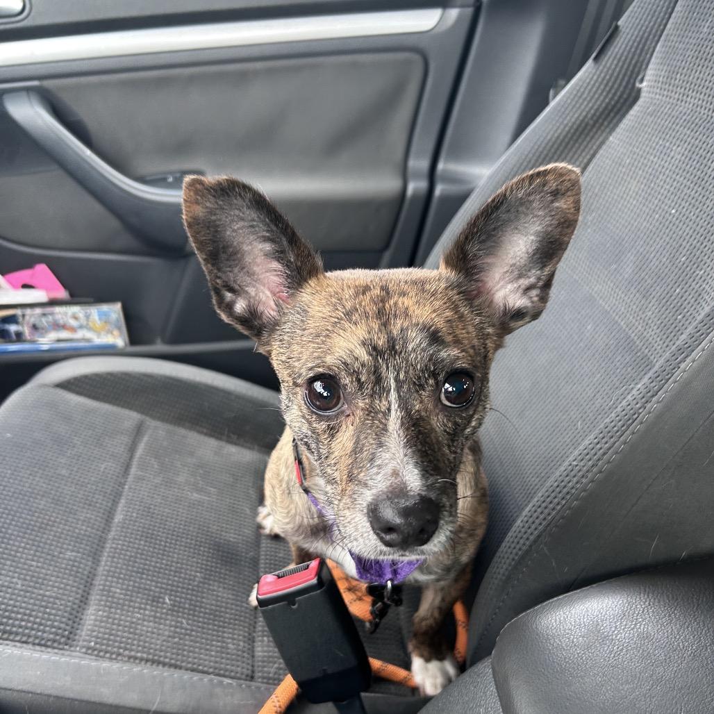 Enlarge Daxx, a Adoptable Mixed Breed in Fredericksburg, VA image 1/5