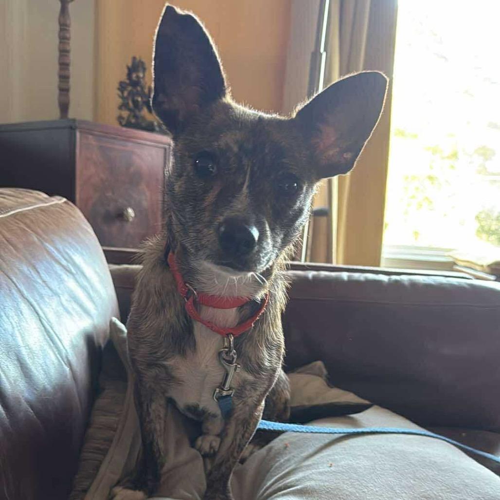 Enlarge Daxx, a Adoptable Mixed Breed in Fredericksburg, VA image 2/5