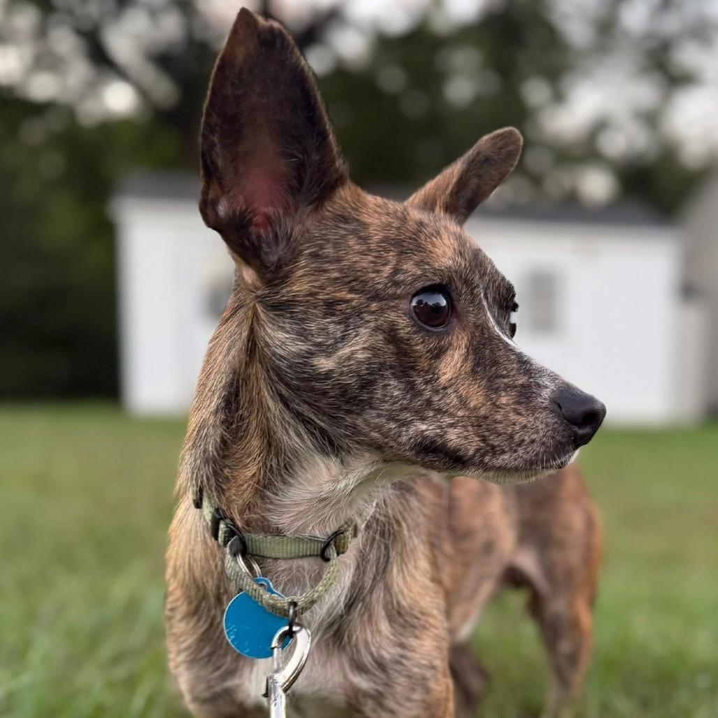 Daxx, a Adoptable Mixed Breed in Fredericksburg, VA image 3/6