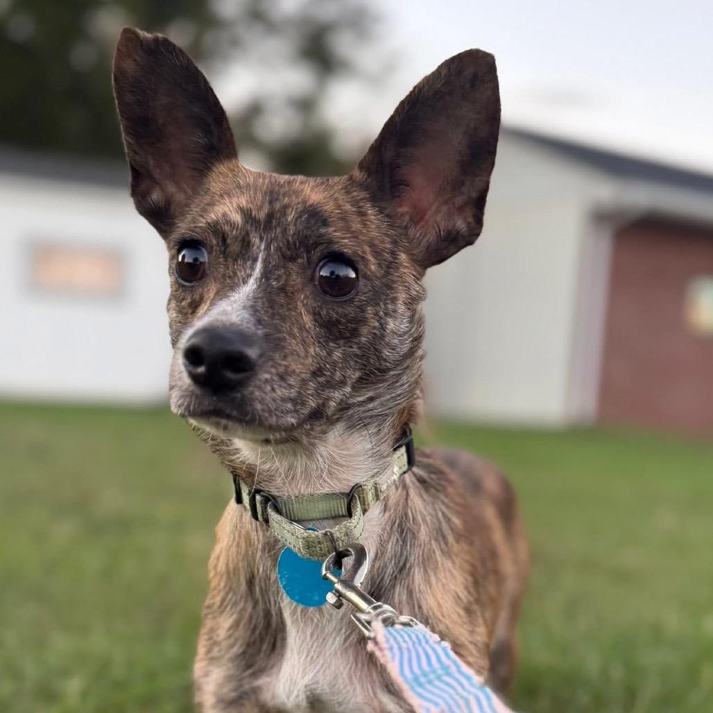 Daxx, a Adoptable Mixed Breed in Fredericksburg, VA image 4/6