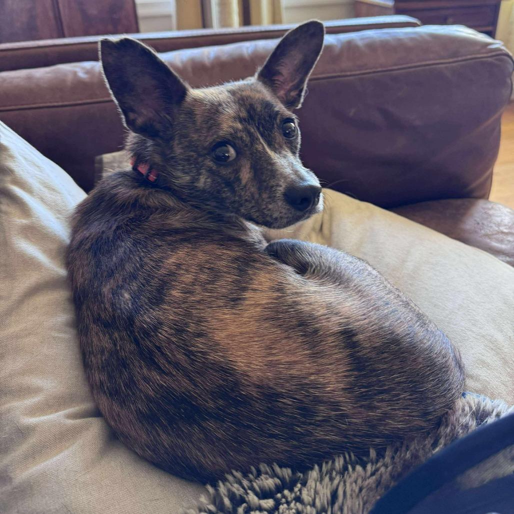 Daxx, a Adoptable Mixed Breed in Fredericksburg, VA image 3/6