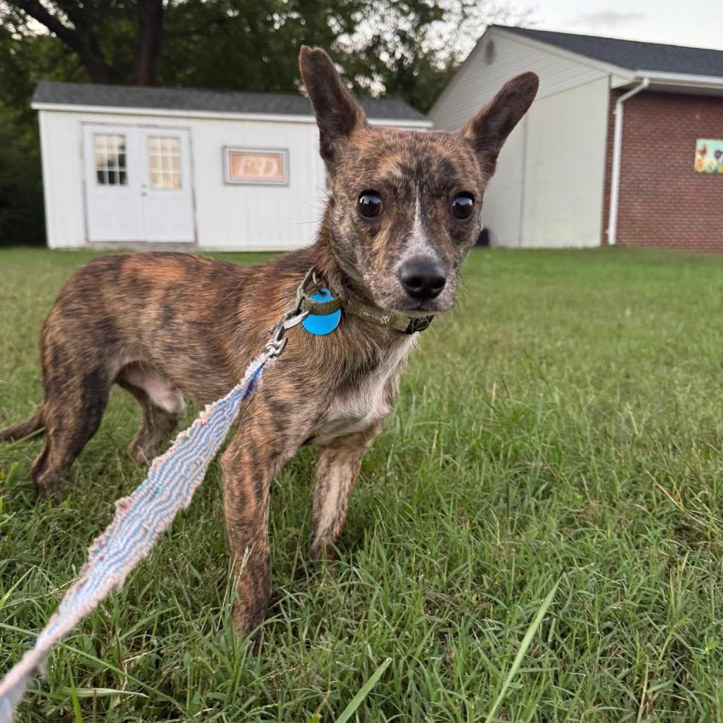 Daxx, a Adoptable Mixed Breed in Fredericksburg, VA image 4/6