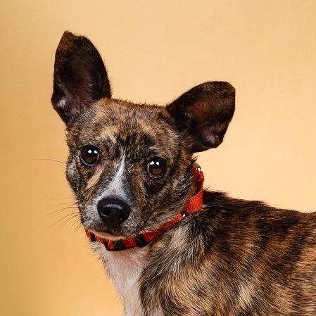 Enlarge Daxx, a Adoptable Mixed Breed in Fredericksburg, VA image 3/5