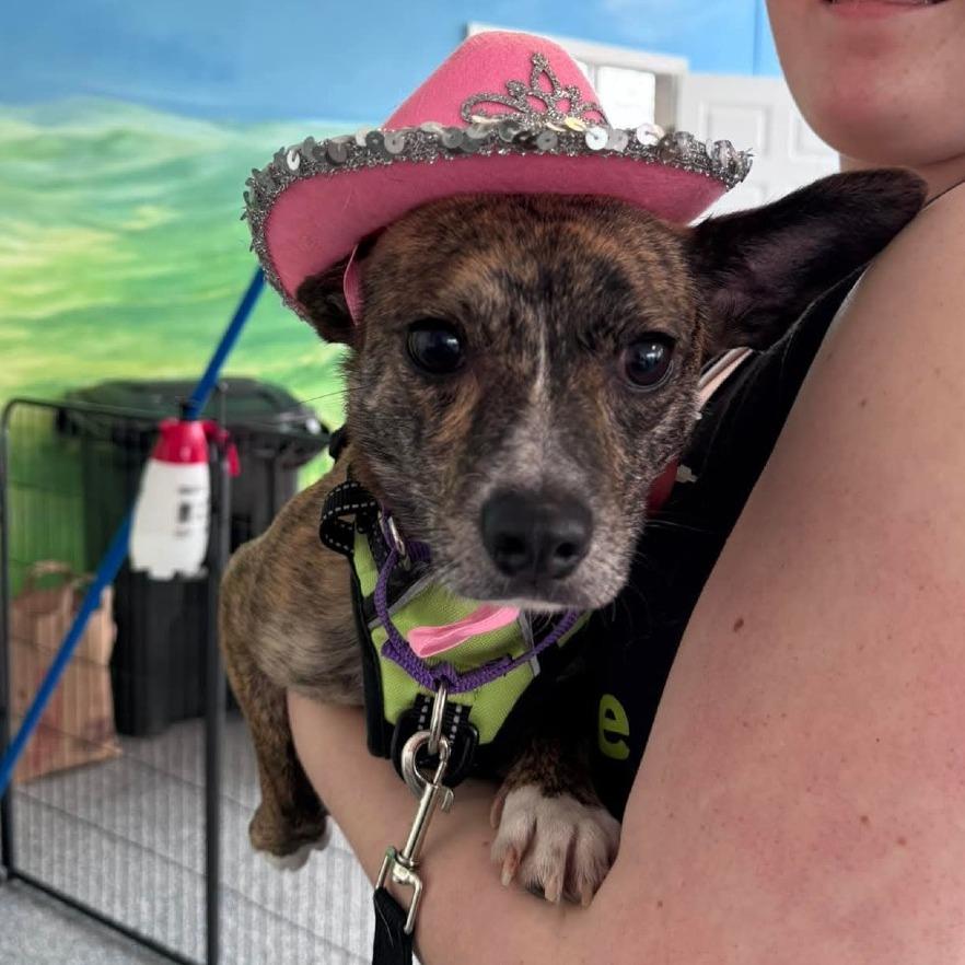 Enlarge Daxx, a Adoptable Mixed Breed in Fredericksburg, VA image 4/5