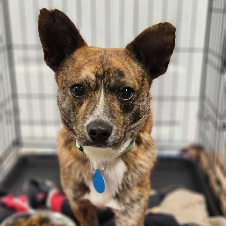 Daxx, a Adoptable Mixed Breed in Fredericksburg, VA image 6/6