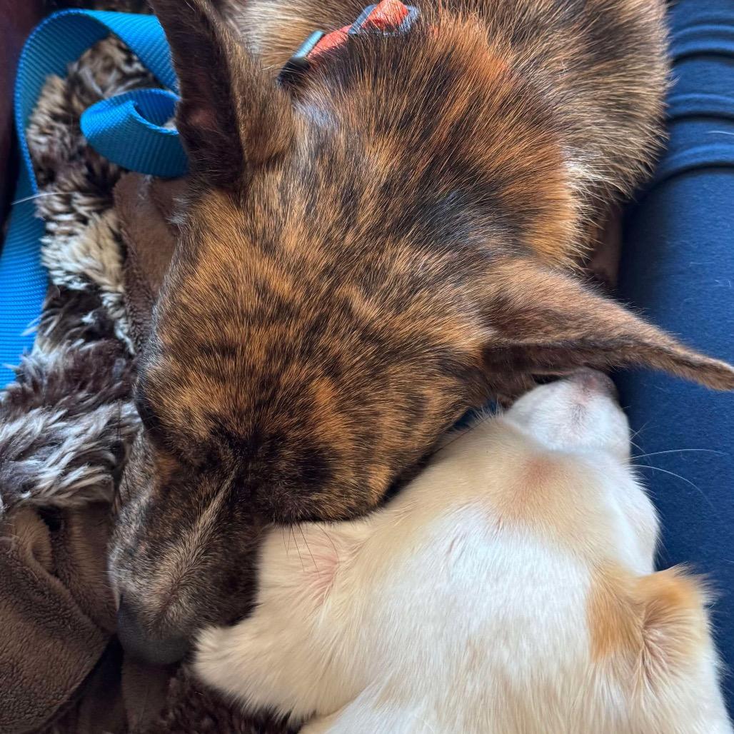 Daxx, a Adoptable Mixed Breed in Fredericksburg, VA image 5/6