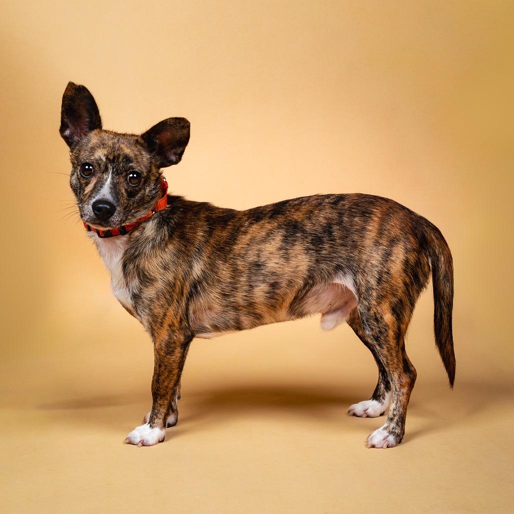 Daxx, a Adoptable Mixed Breed in Fredericksburg, VA image 6/6