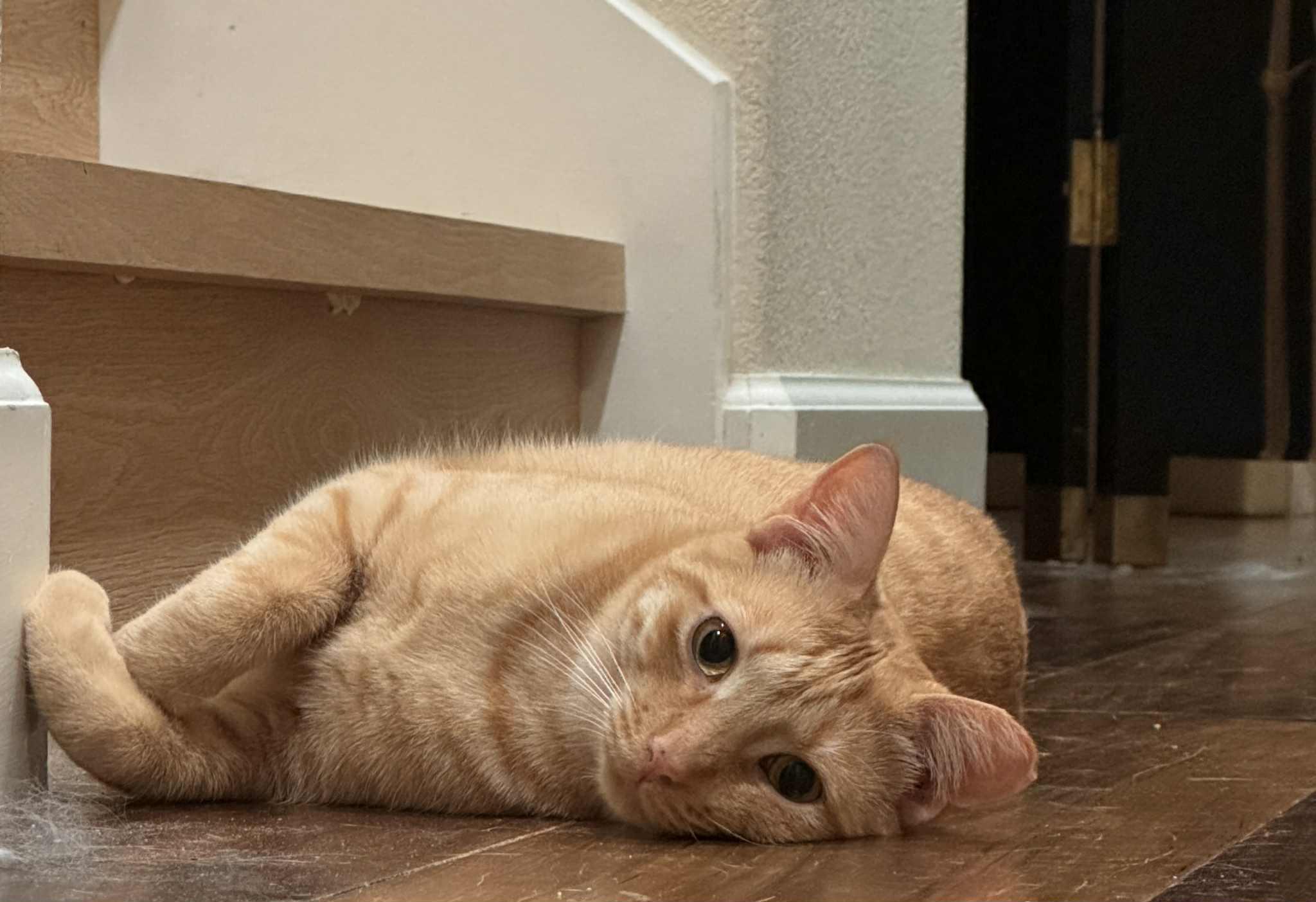 Caramel, Adoptable, Young Male American Shorthair & Domestic Short Hair.