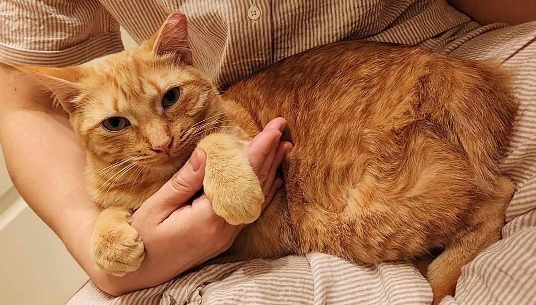 Caramel — thumbnail 2