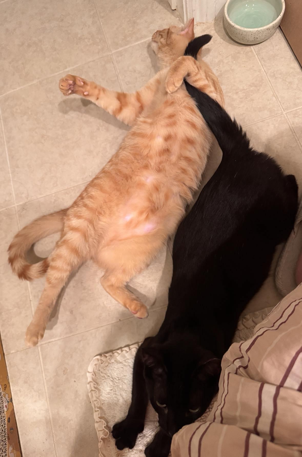 Caramel — thumbnail 5